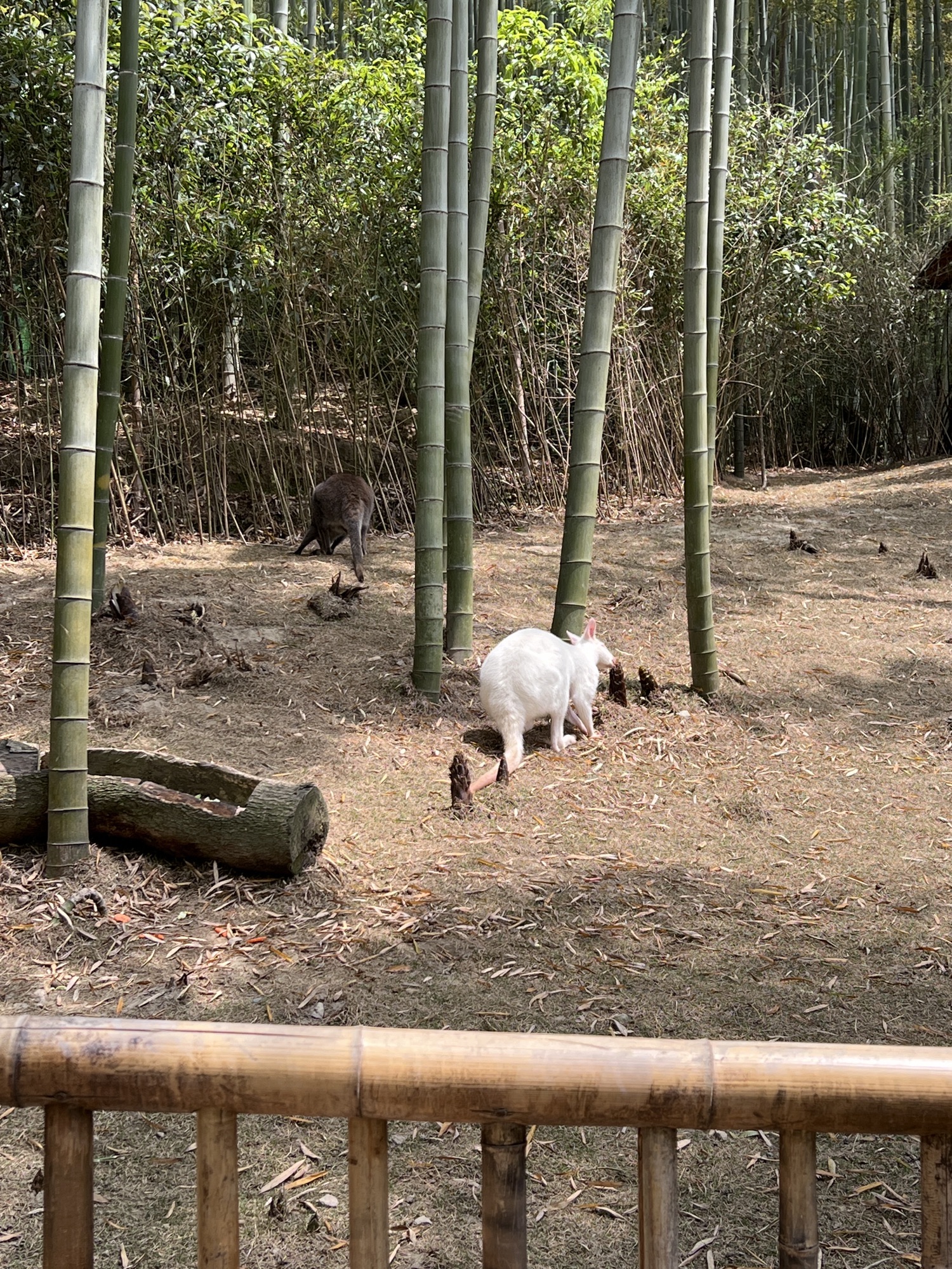 长颈鹿庄园旅行图片 1