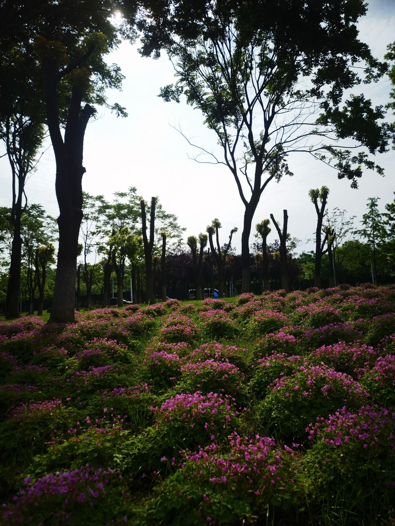 严西湖右岸生态湿地公园旅行图片 3