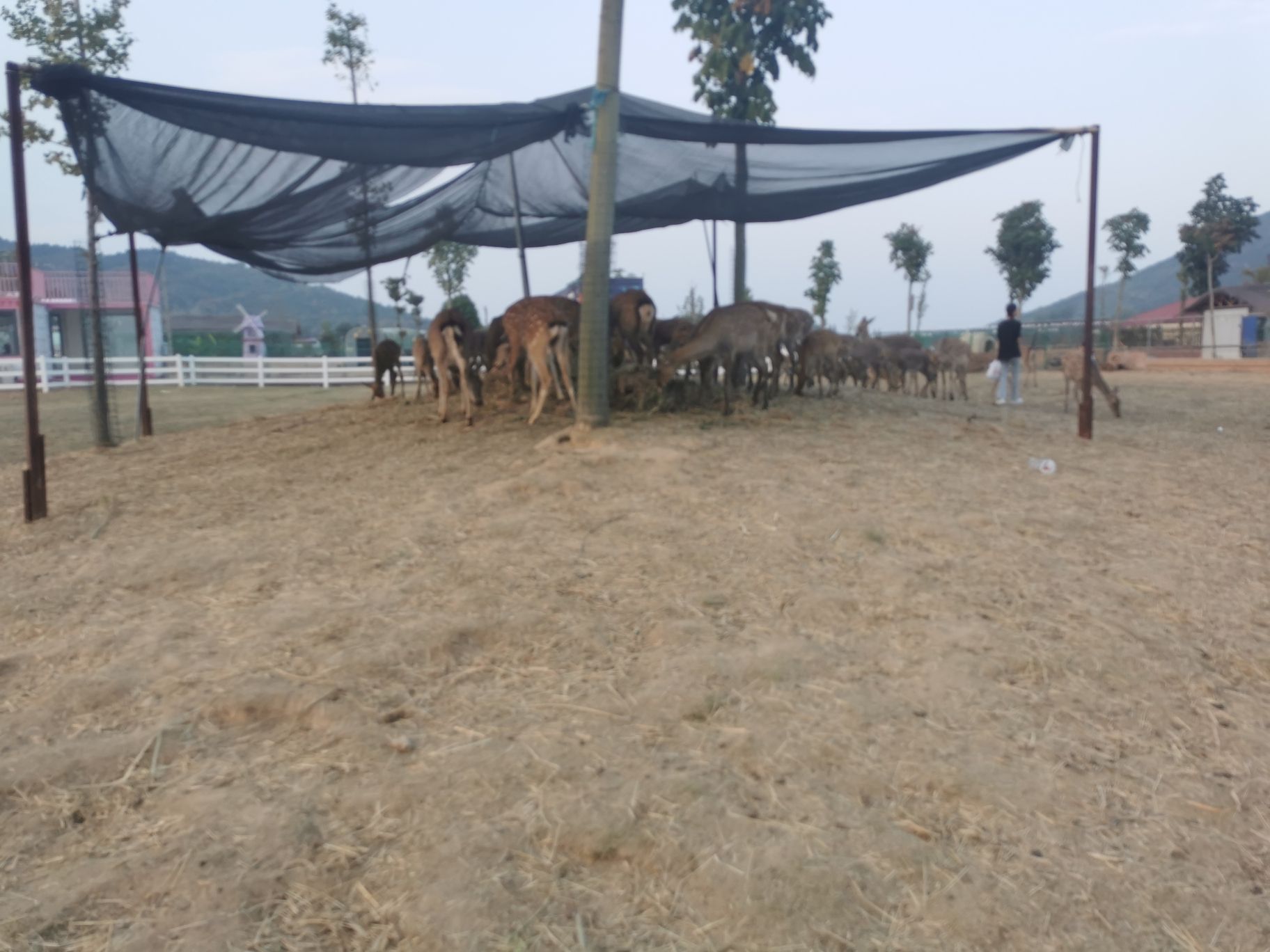 禾泉小镇米粒花世界旅行图片 2