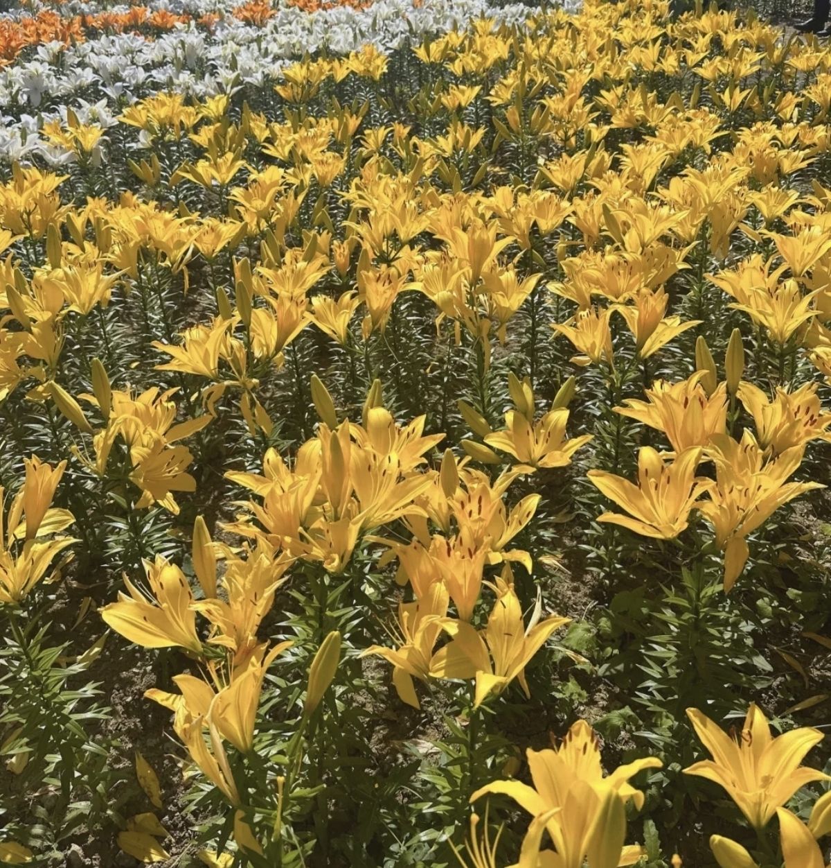 禾泉小镇米粒花世界旅行图片 2