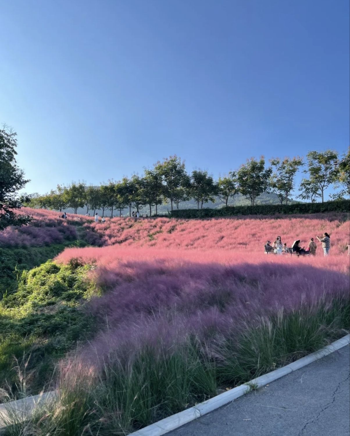 禾泉小镇米粒花世界旅行图片 3