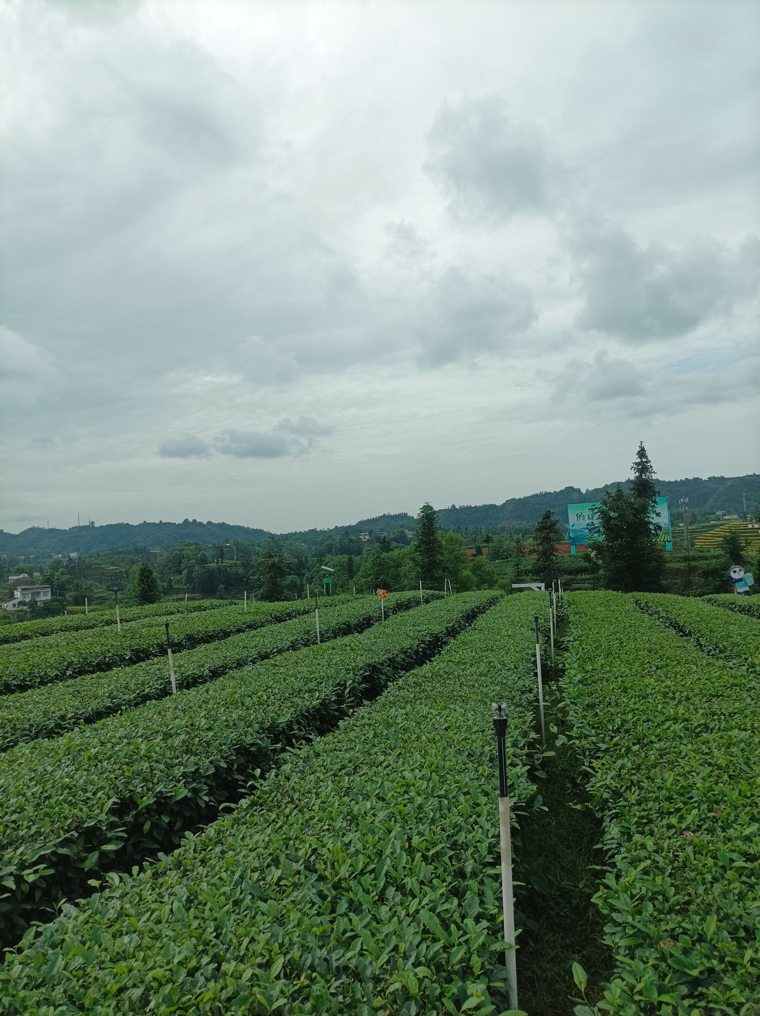 梅岭茶山公园旅行图片 2