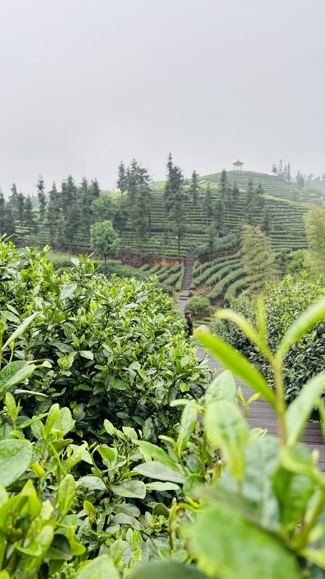 梅岭茶山公园旅行图片 3
