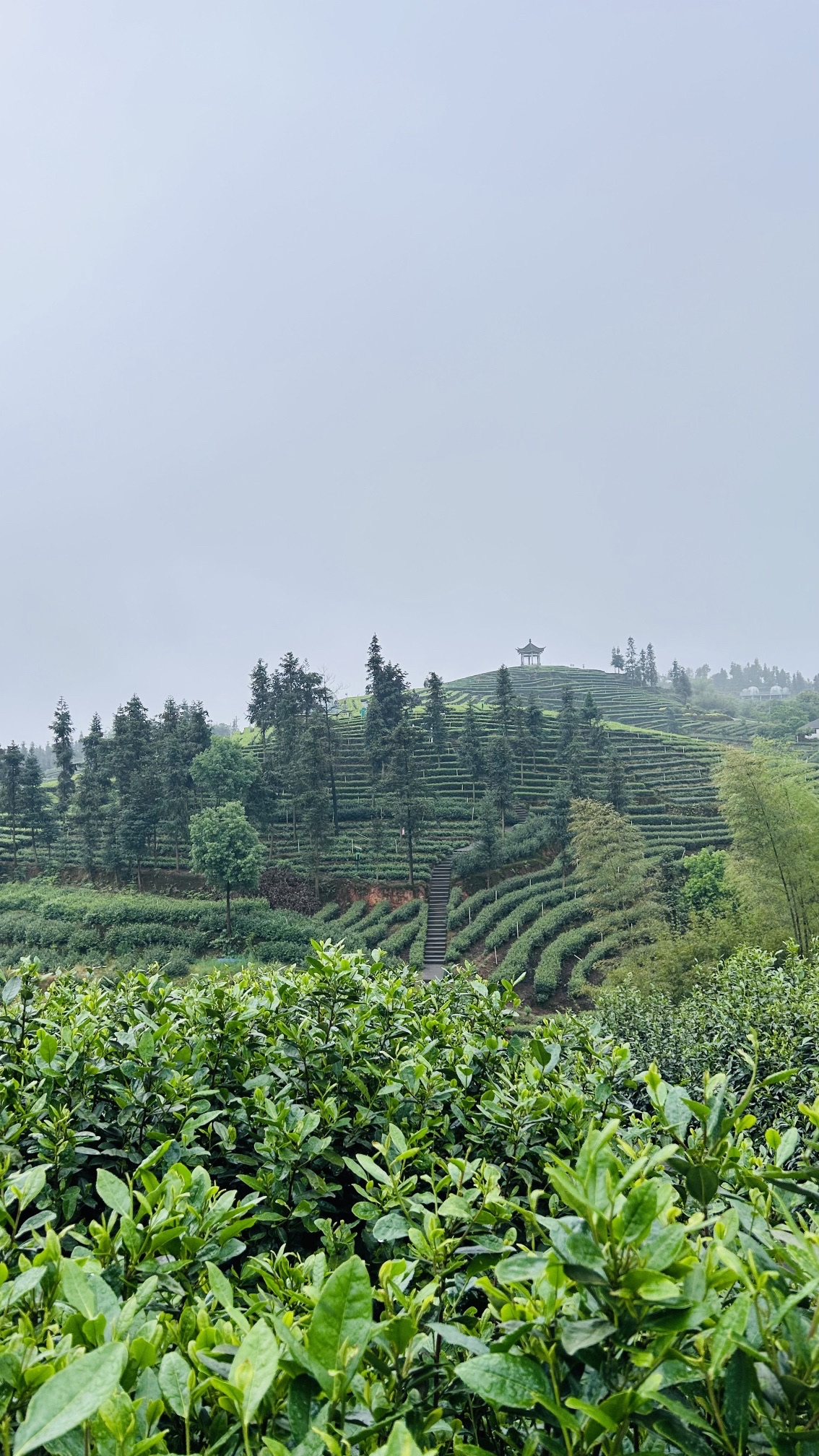 梅岭茶山公园旅行图片 1