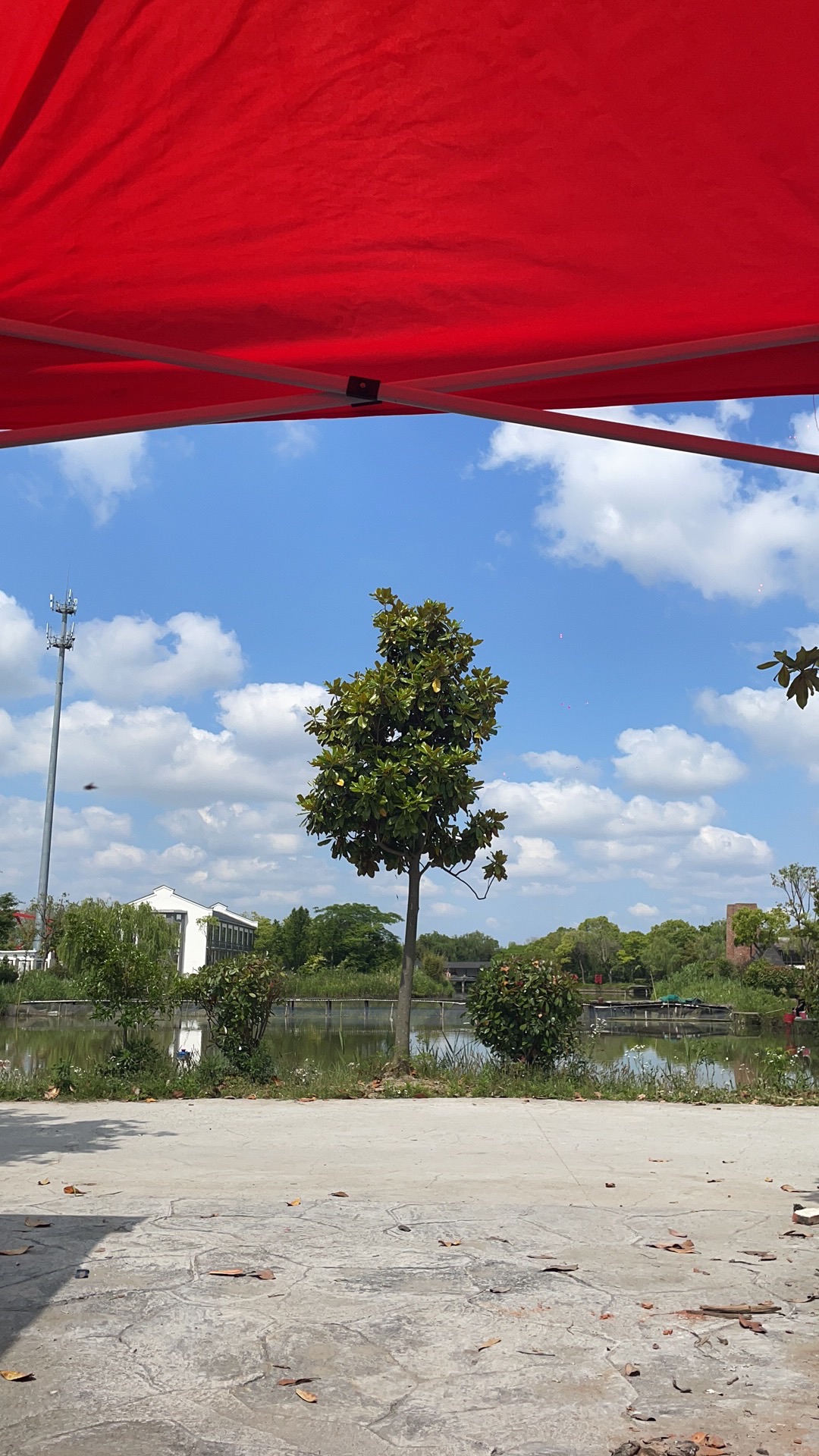 九龙岛文化湿地旅行图片 2