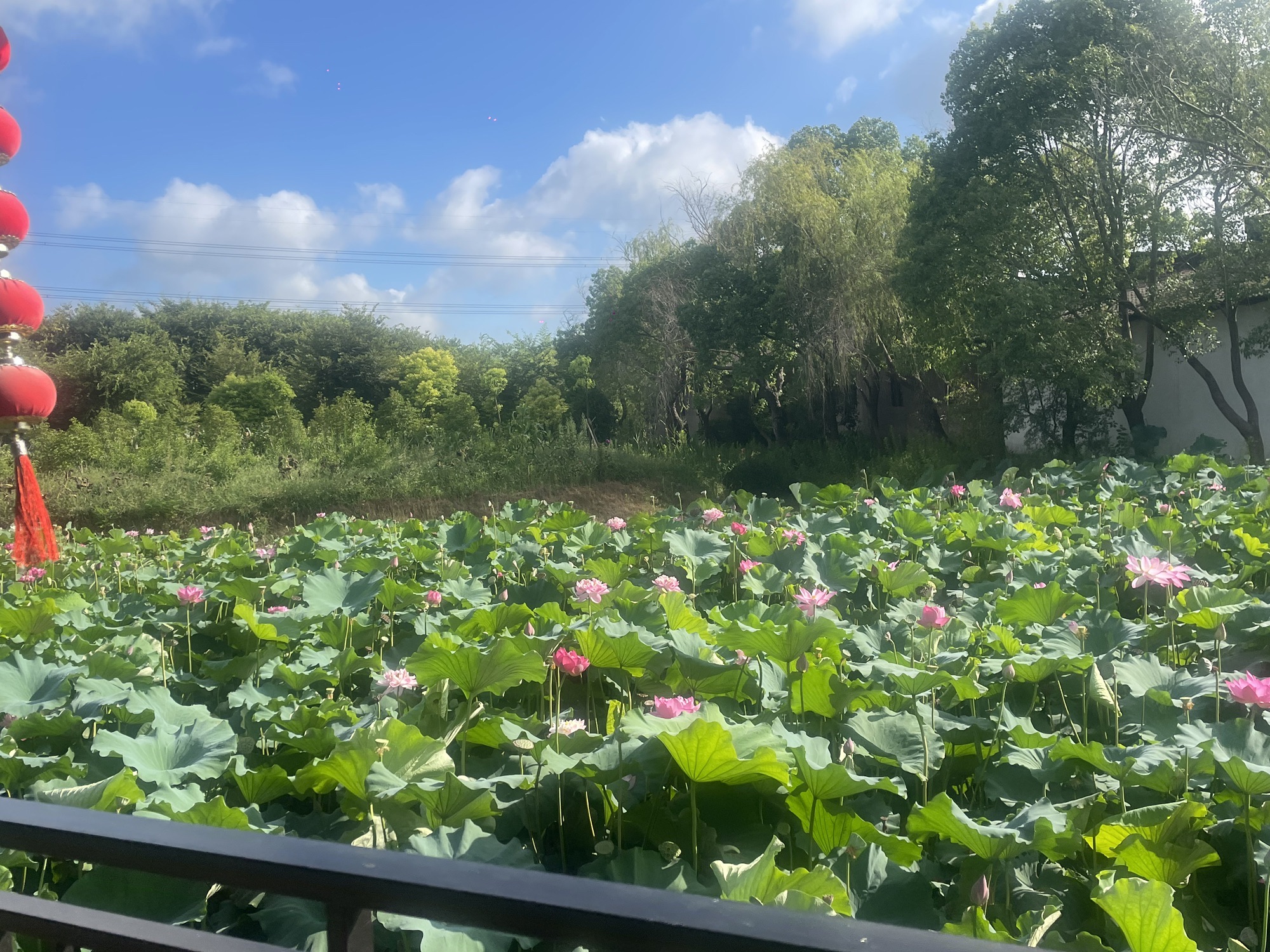 九龙岛文化湿地旅行图片 1