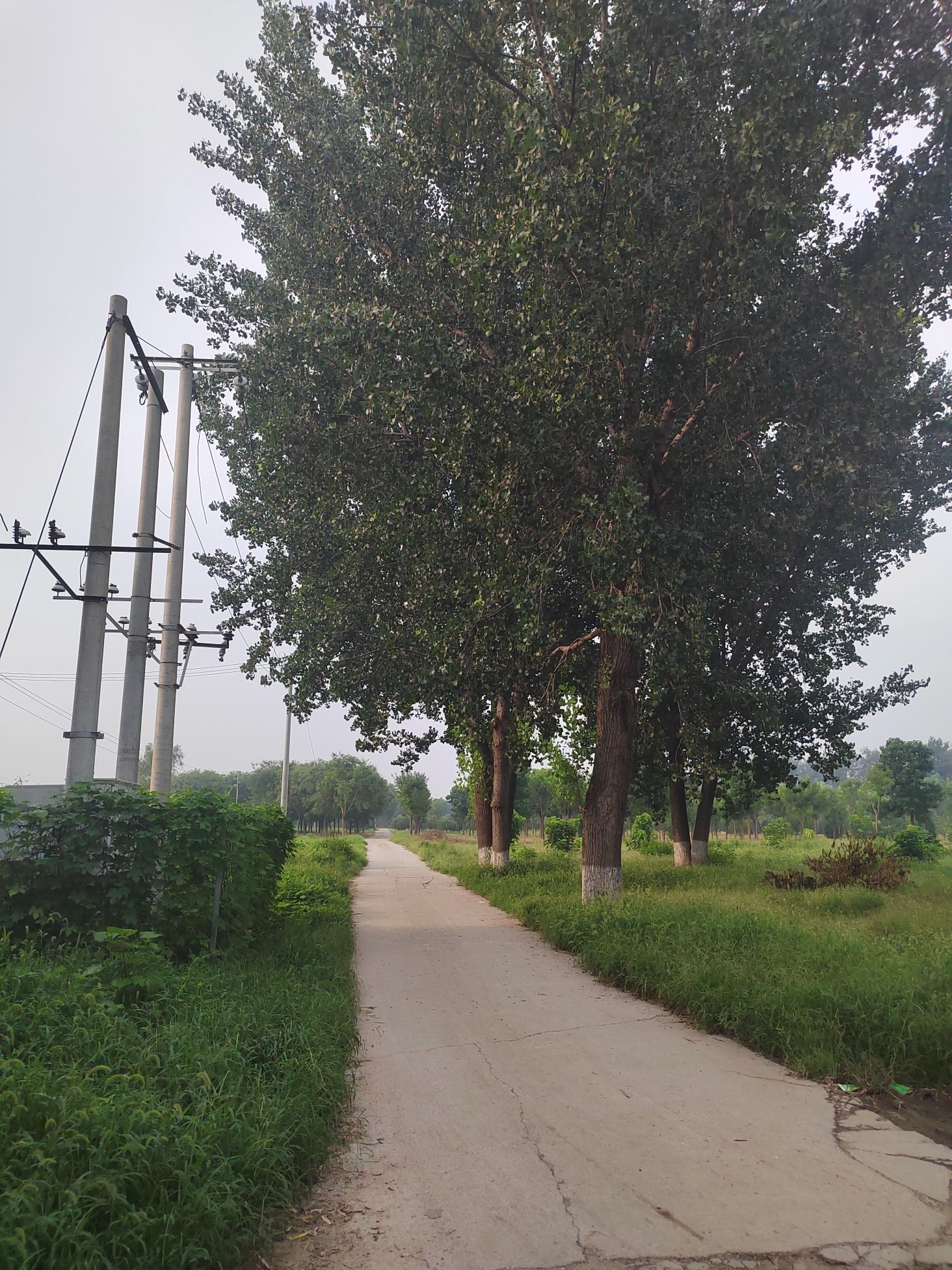 小杨公园旅行图片 2