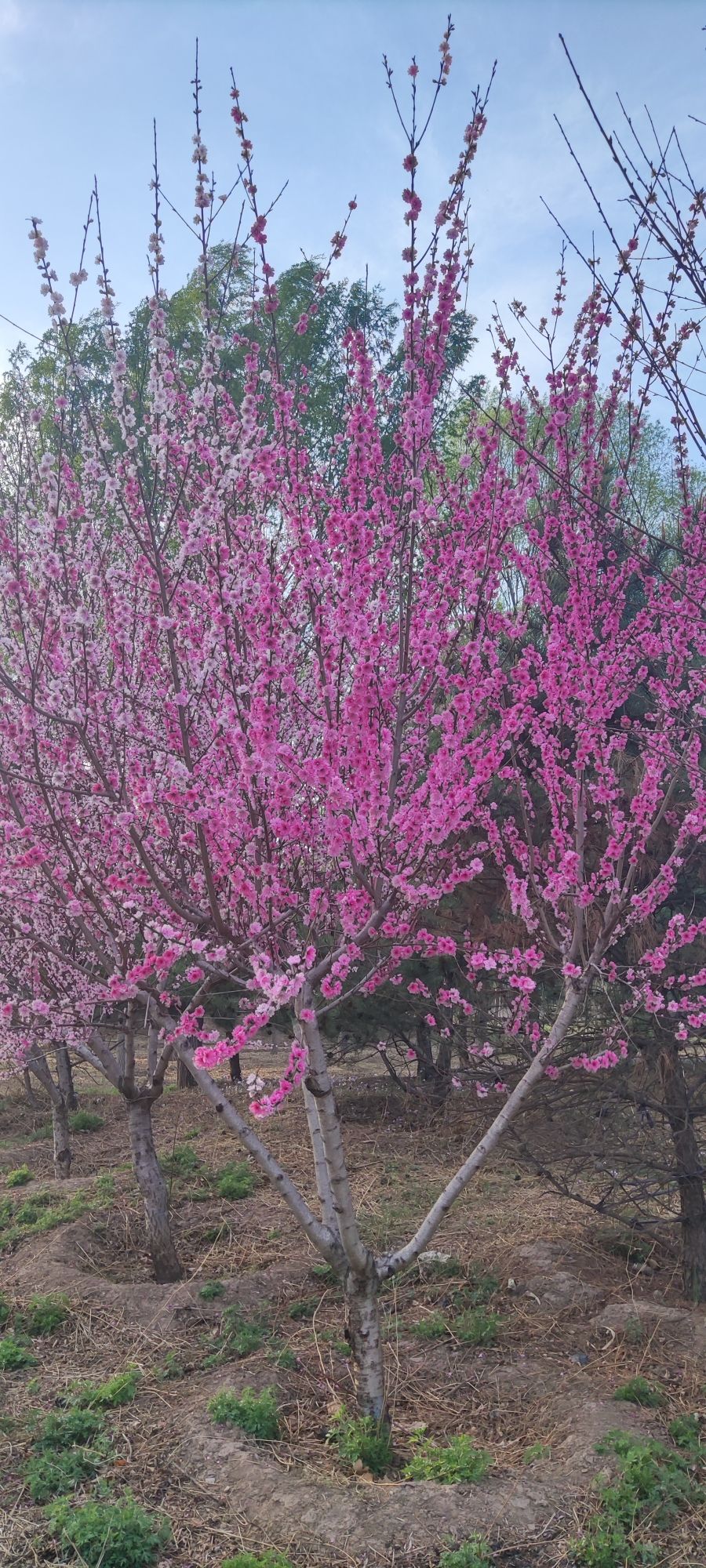 马驹桥湿地公园2期旅行图片 2