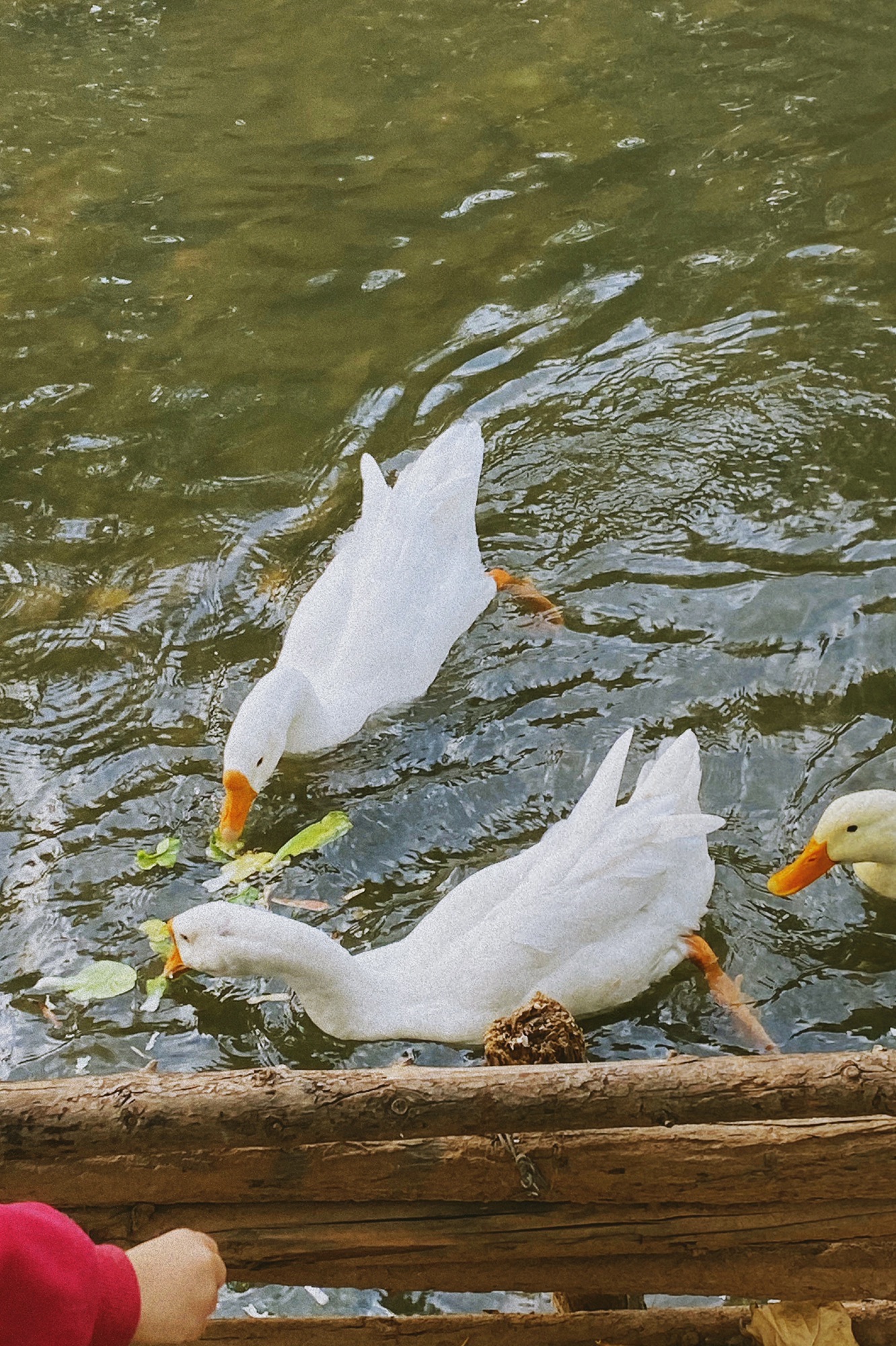 伊水游园唐韵段旅行图片 2