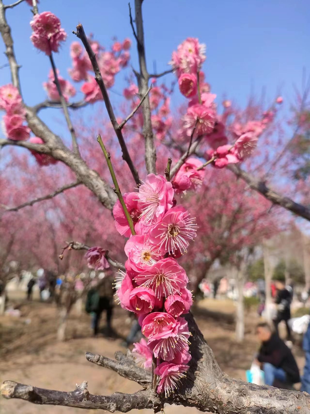 仁和公园旅行图片 2
