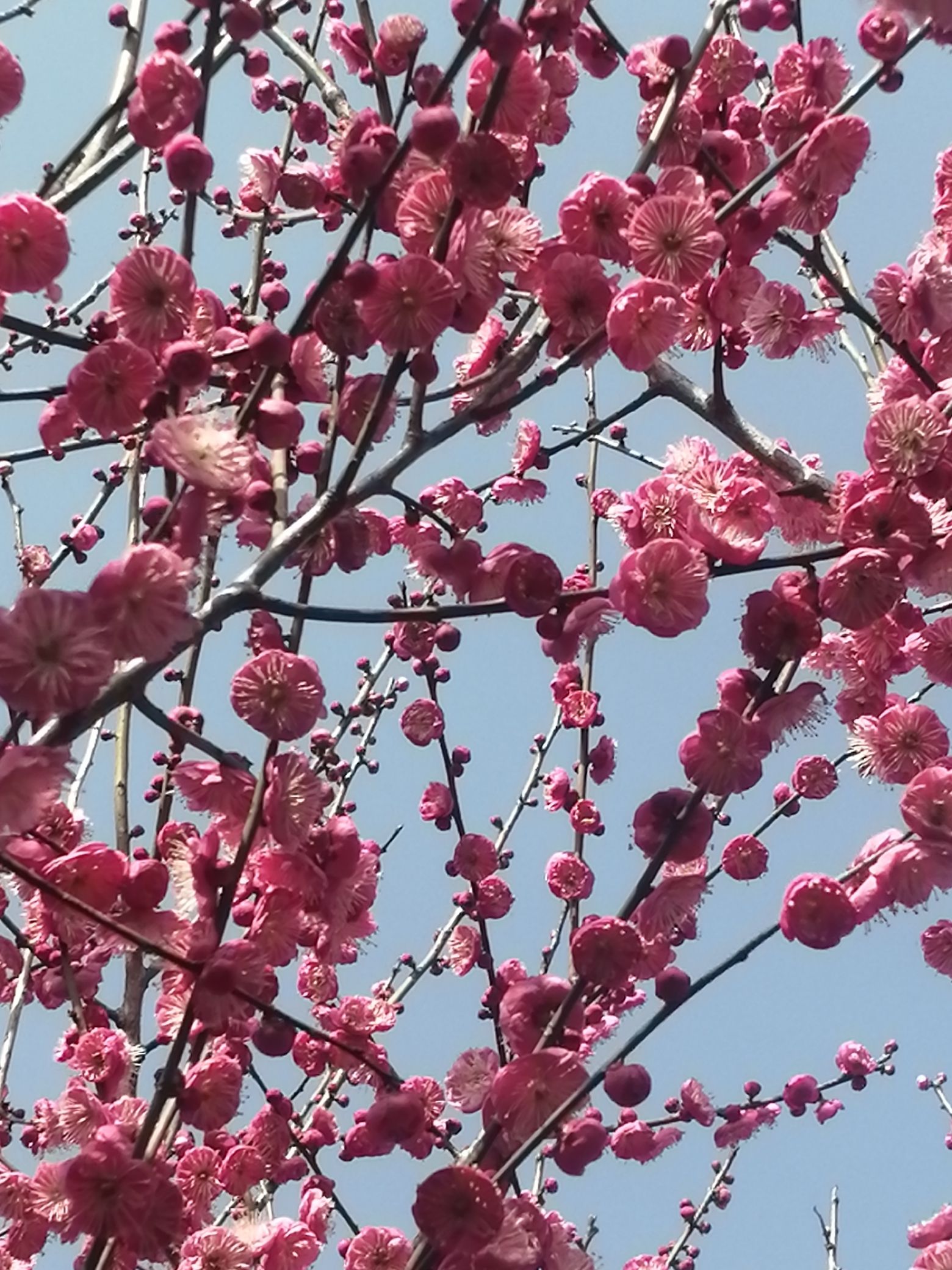 仁和公园旅行图片 3