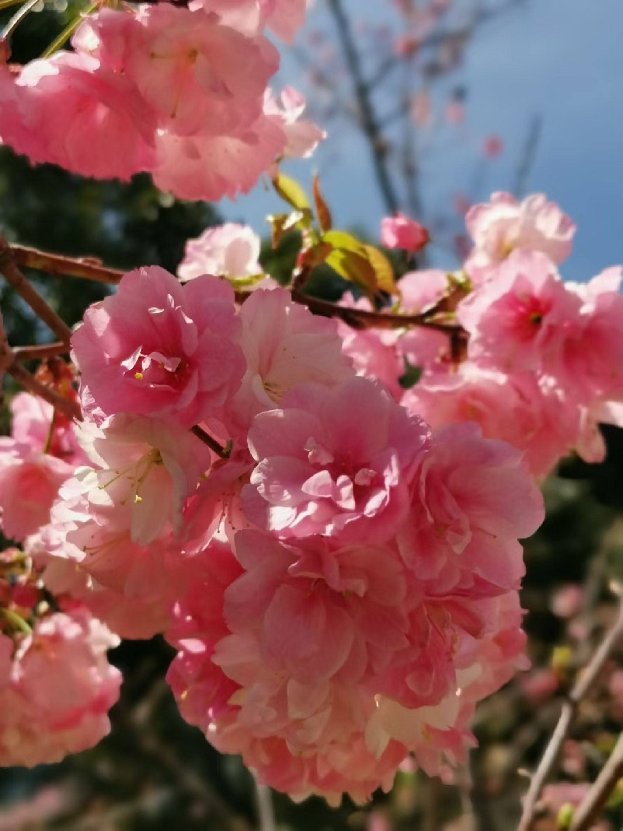 仁和公园旅行图片 2