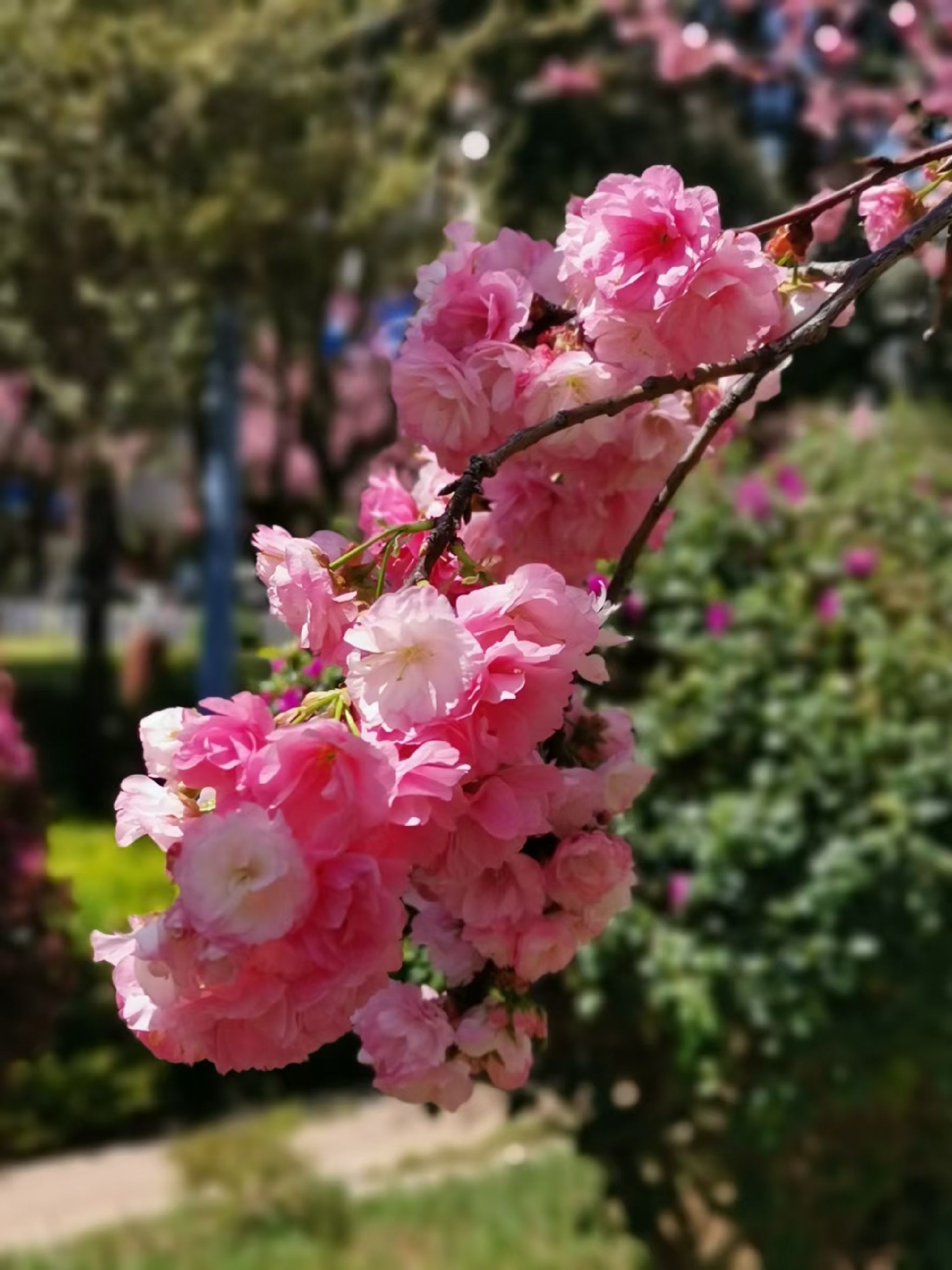 仁和公园旅行图片 1