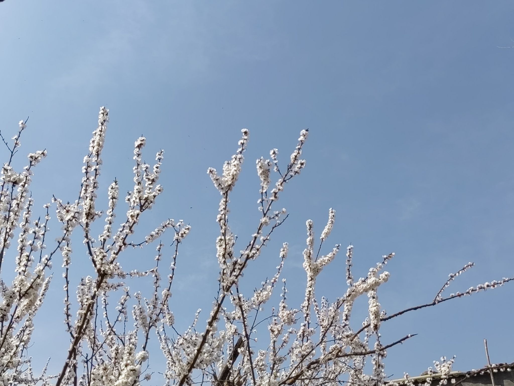 曲阜市植物园旅行图片 1