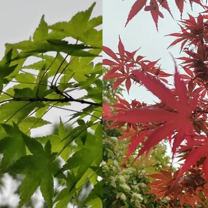 曲阜市植物园旅行图片 3