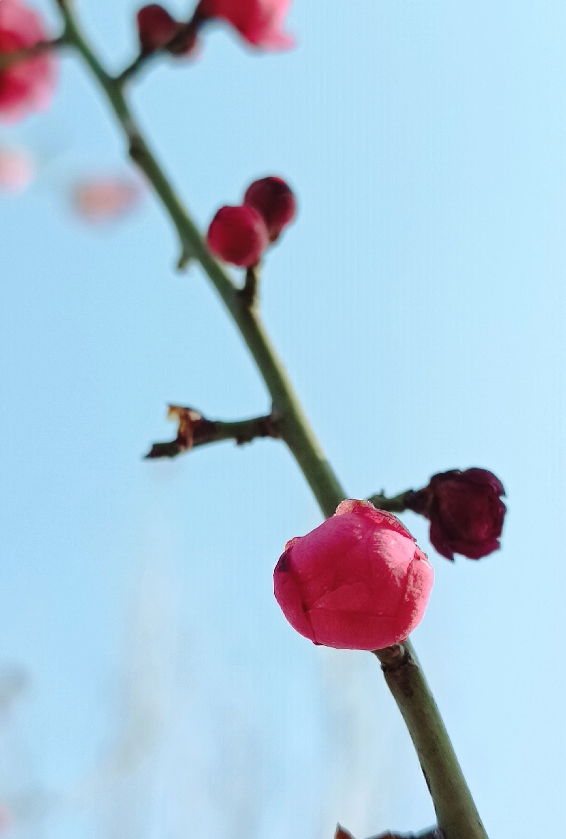 羊山森林植物园旅行图片 3