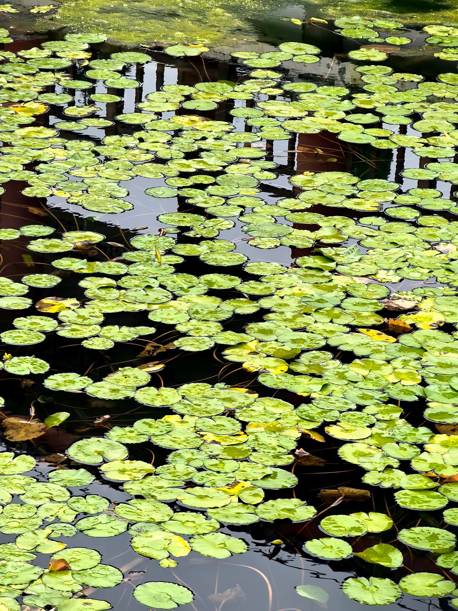 羊山森林植物园旅行图片 2