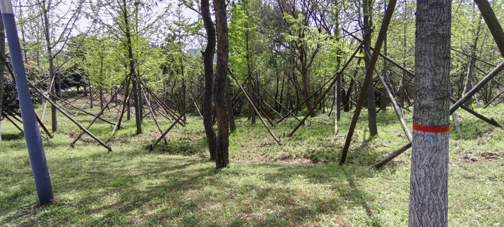 羊山森林植物园旅行图片 1
