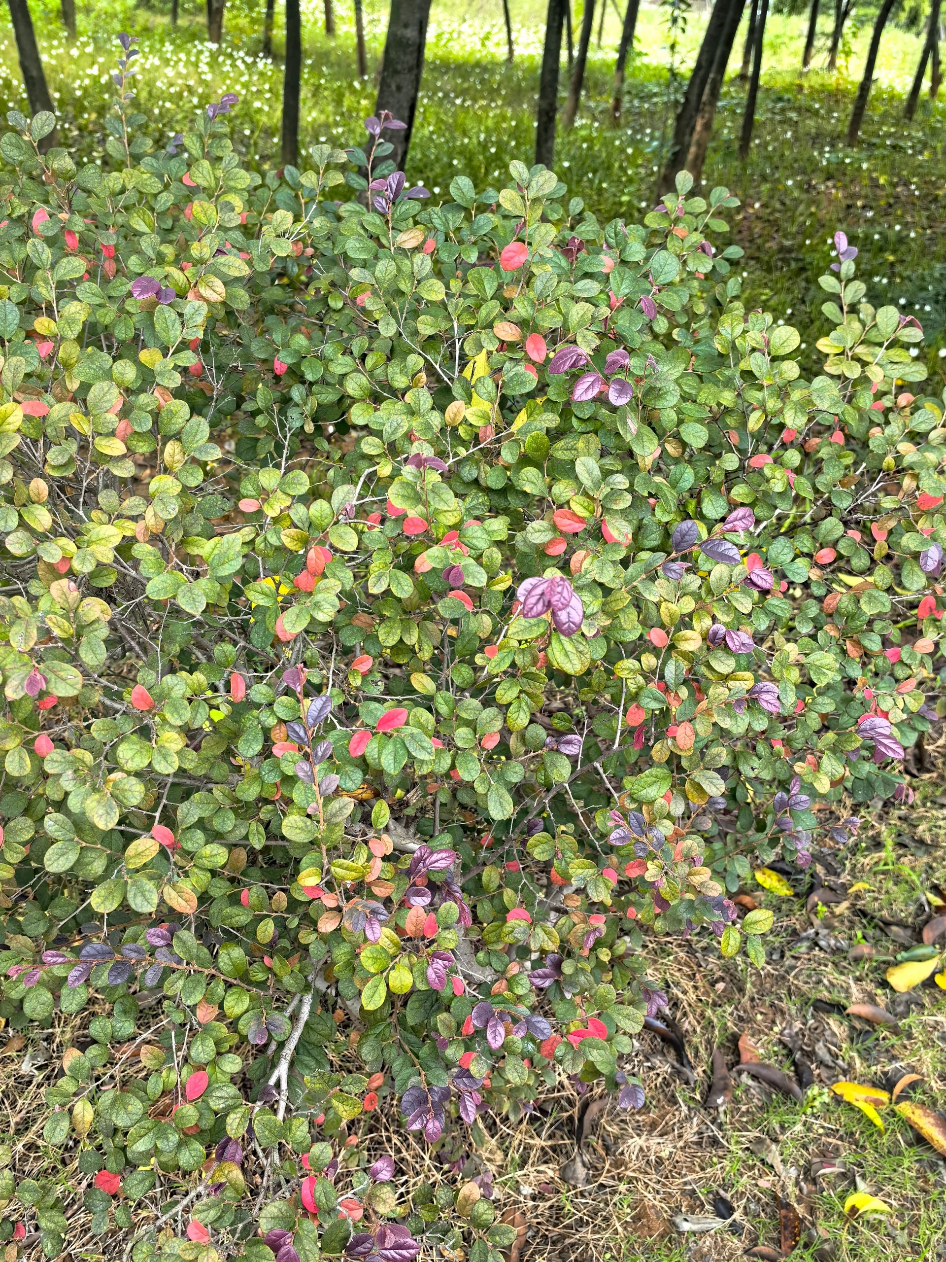 羊山森林植物园旅行图片 3