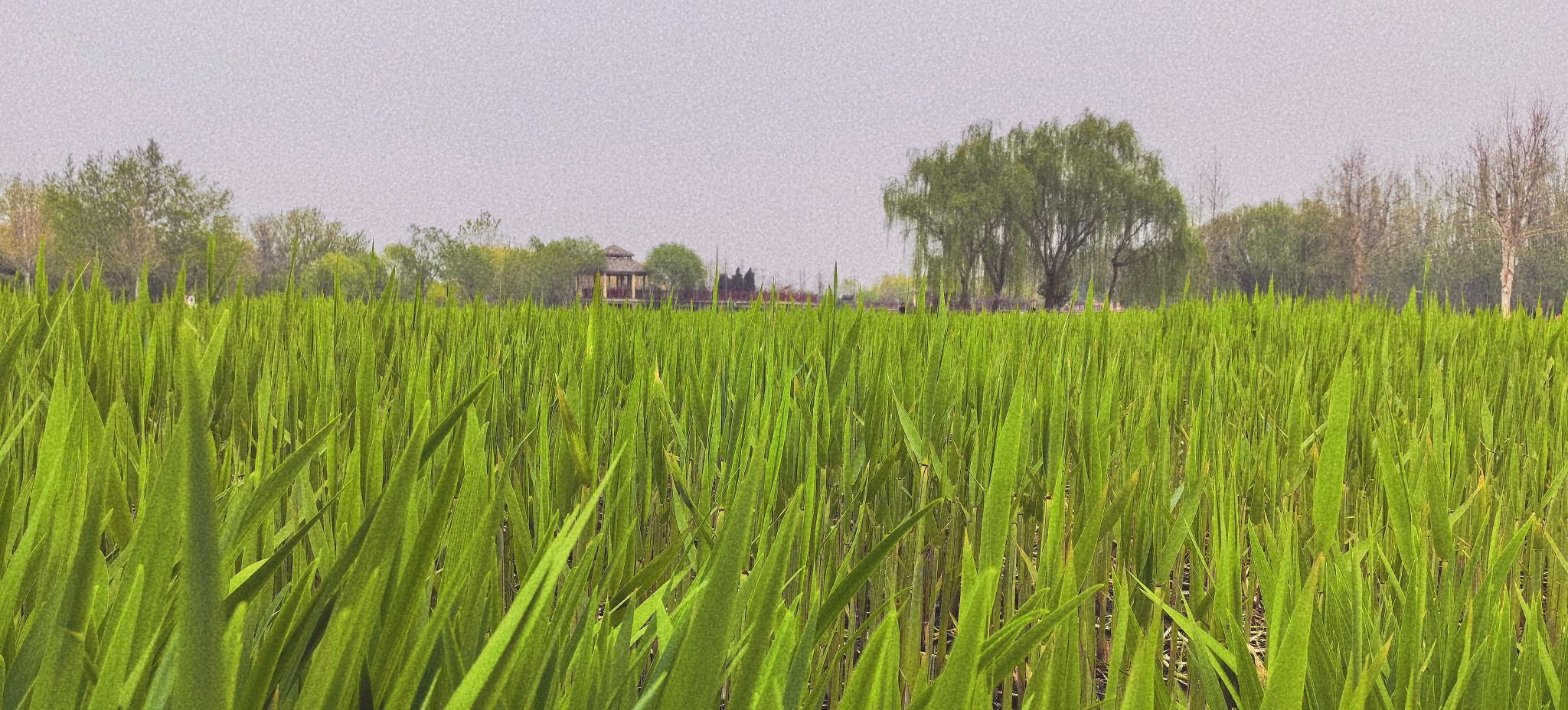 翠屏湿地公园旅行图片 1