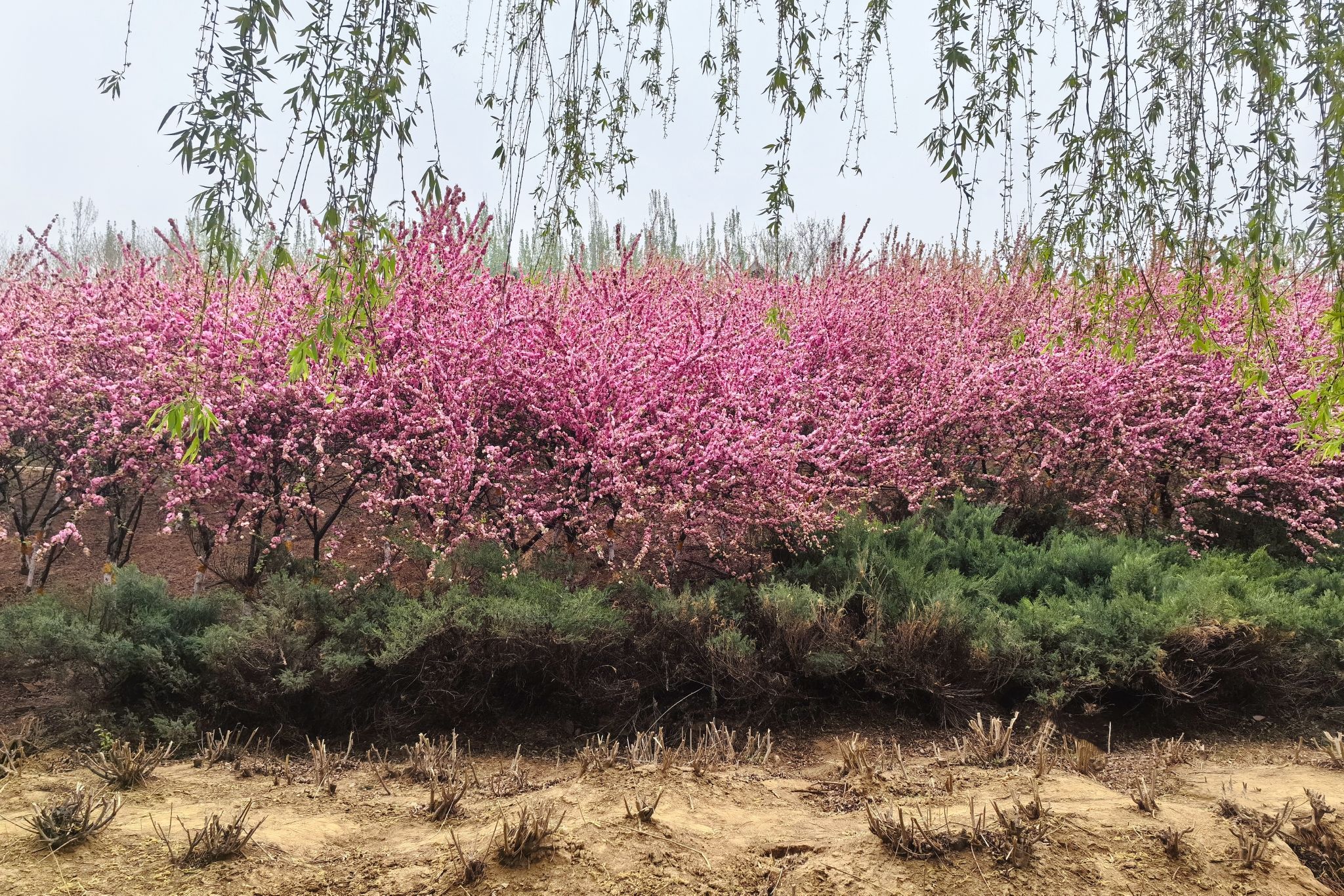 翠屏湿地公园旅行图片 2