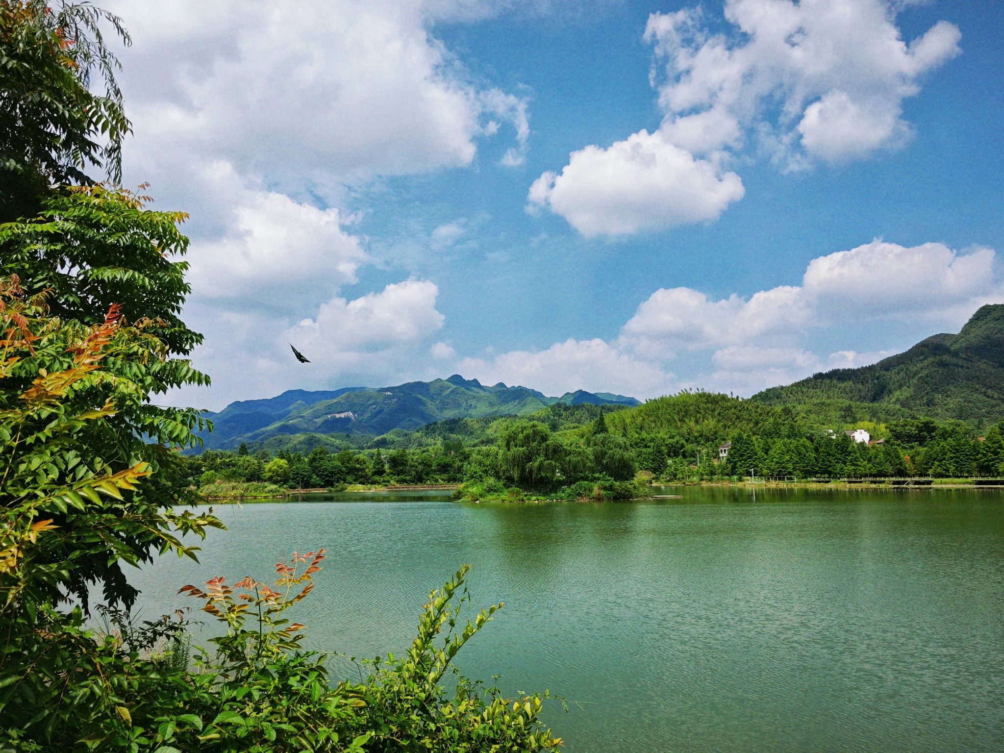 安吉湿地旅行图片