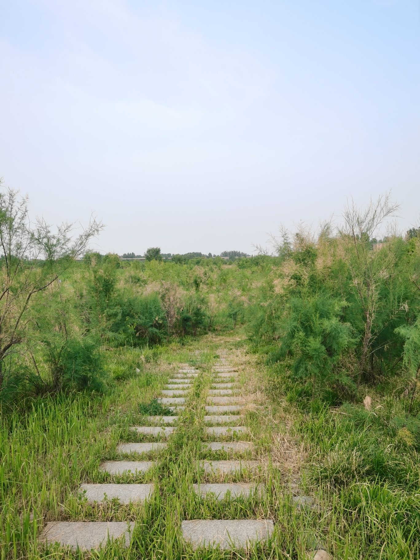 孟津黄河湿地公园旅行图片 2