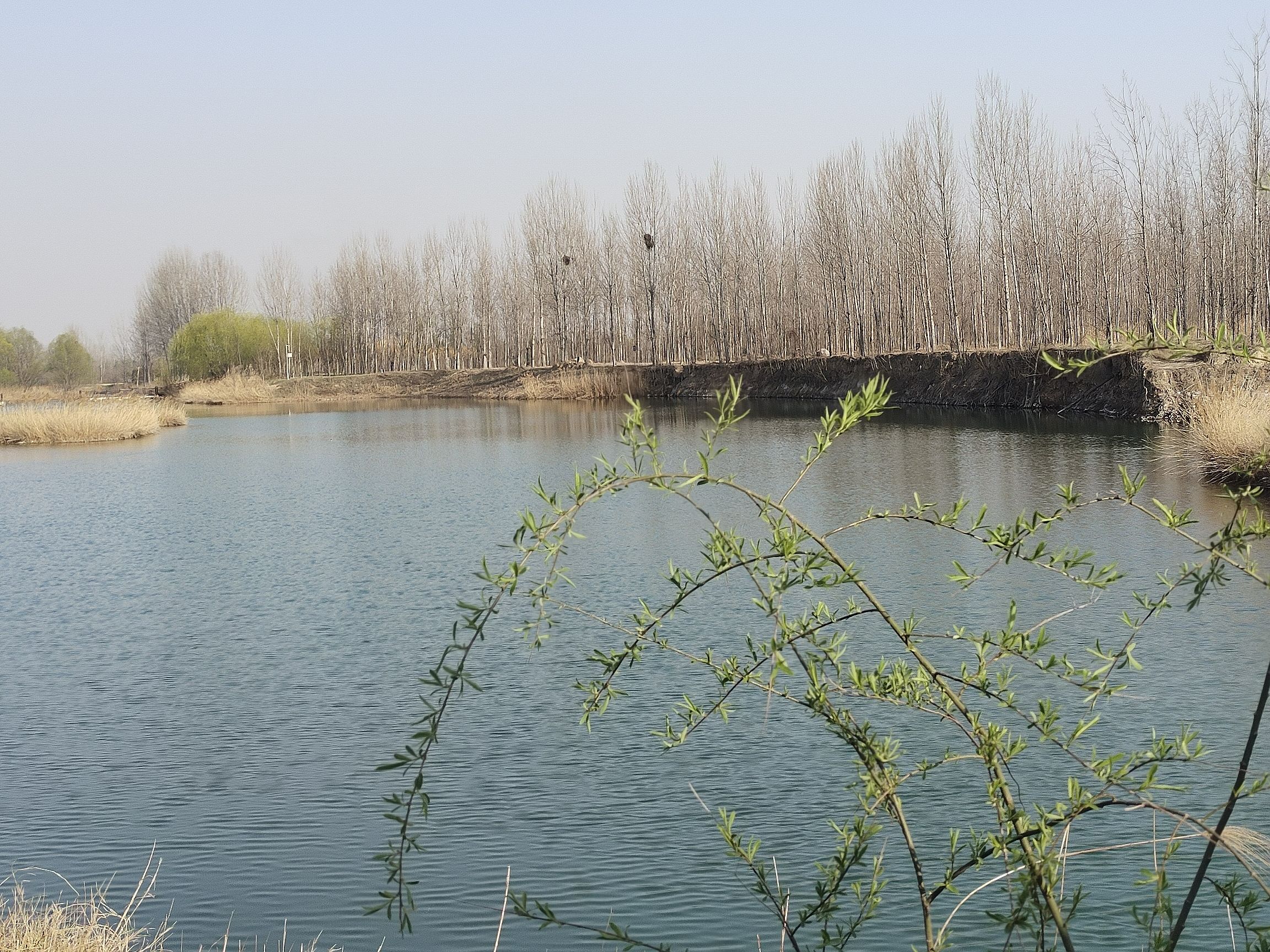 孟津黄河湿地公园旅行图片 3