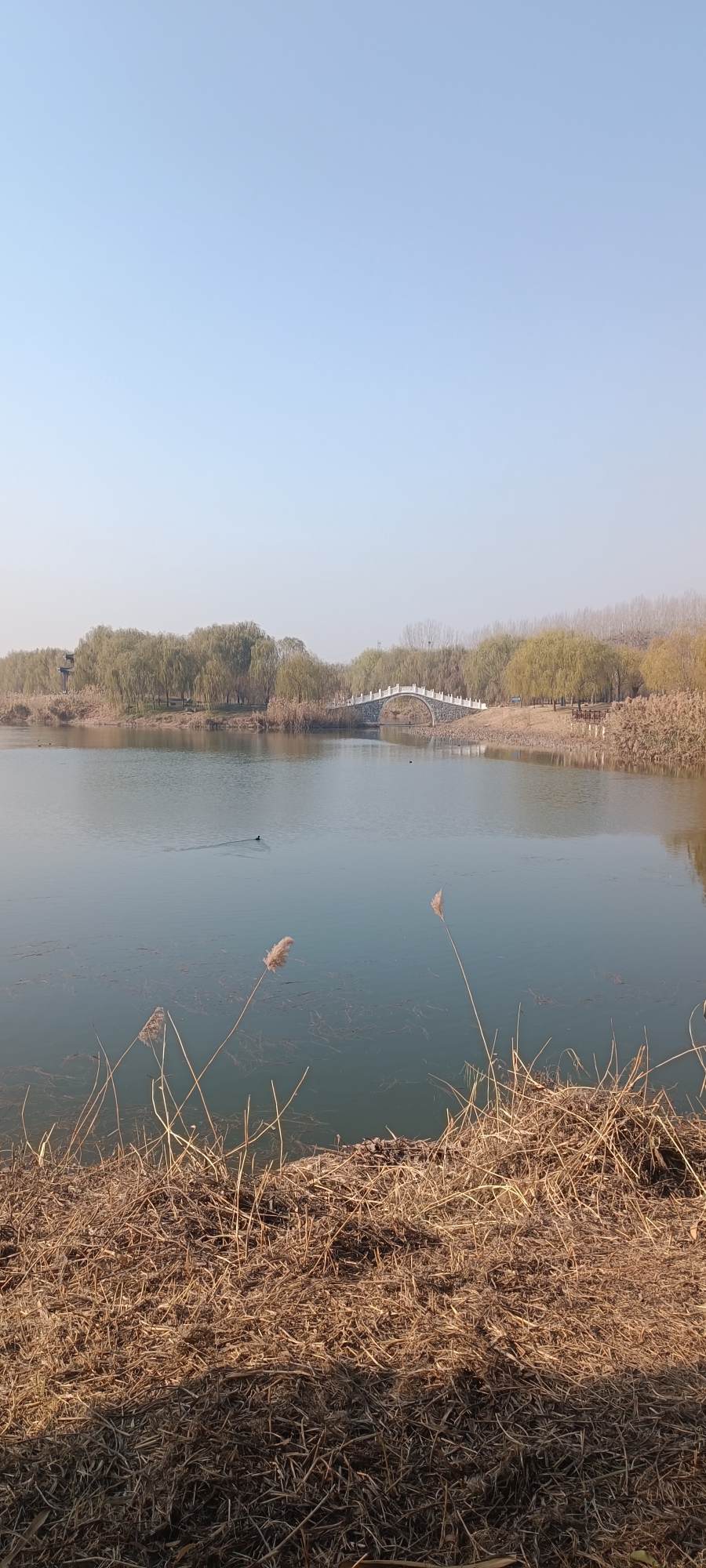 孟津黄河湿地公园旅行图片 3