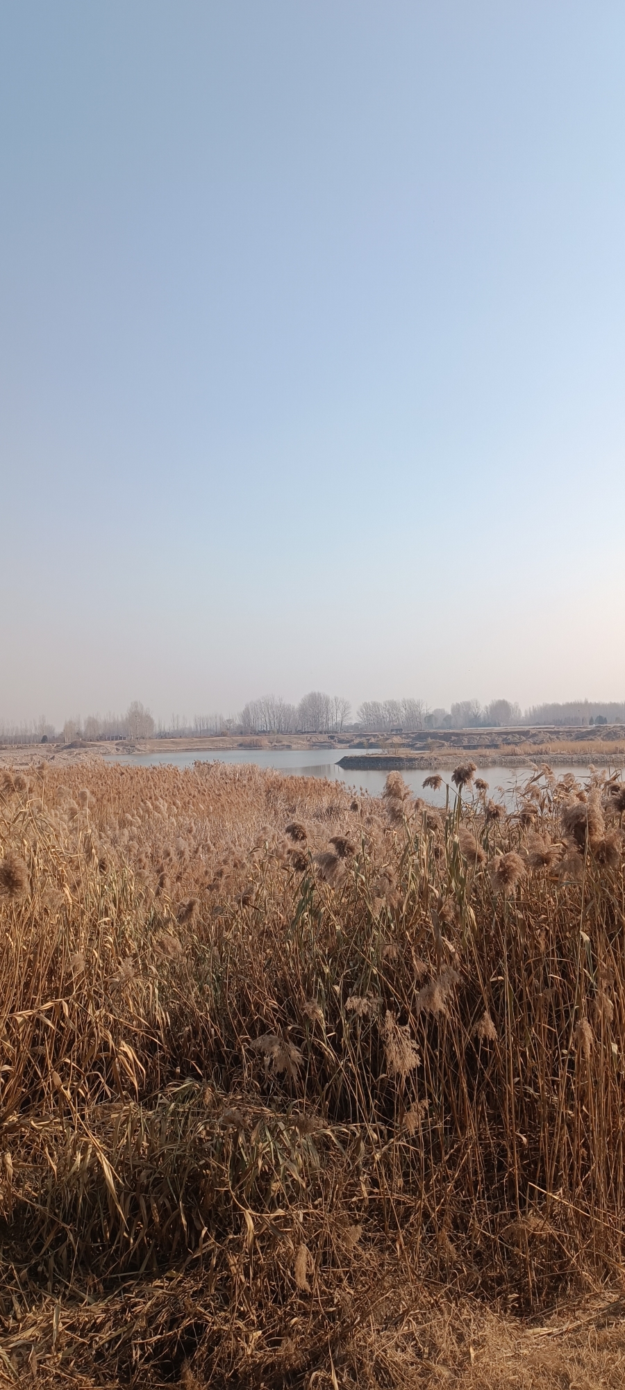 孟津黄河湿地公园旅行图片 2
