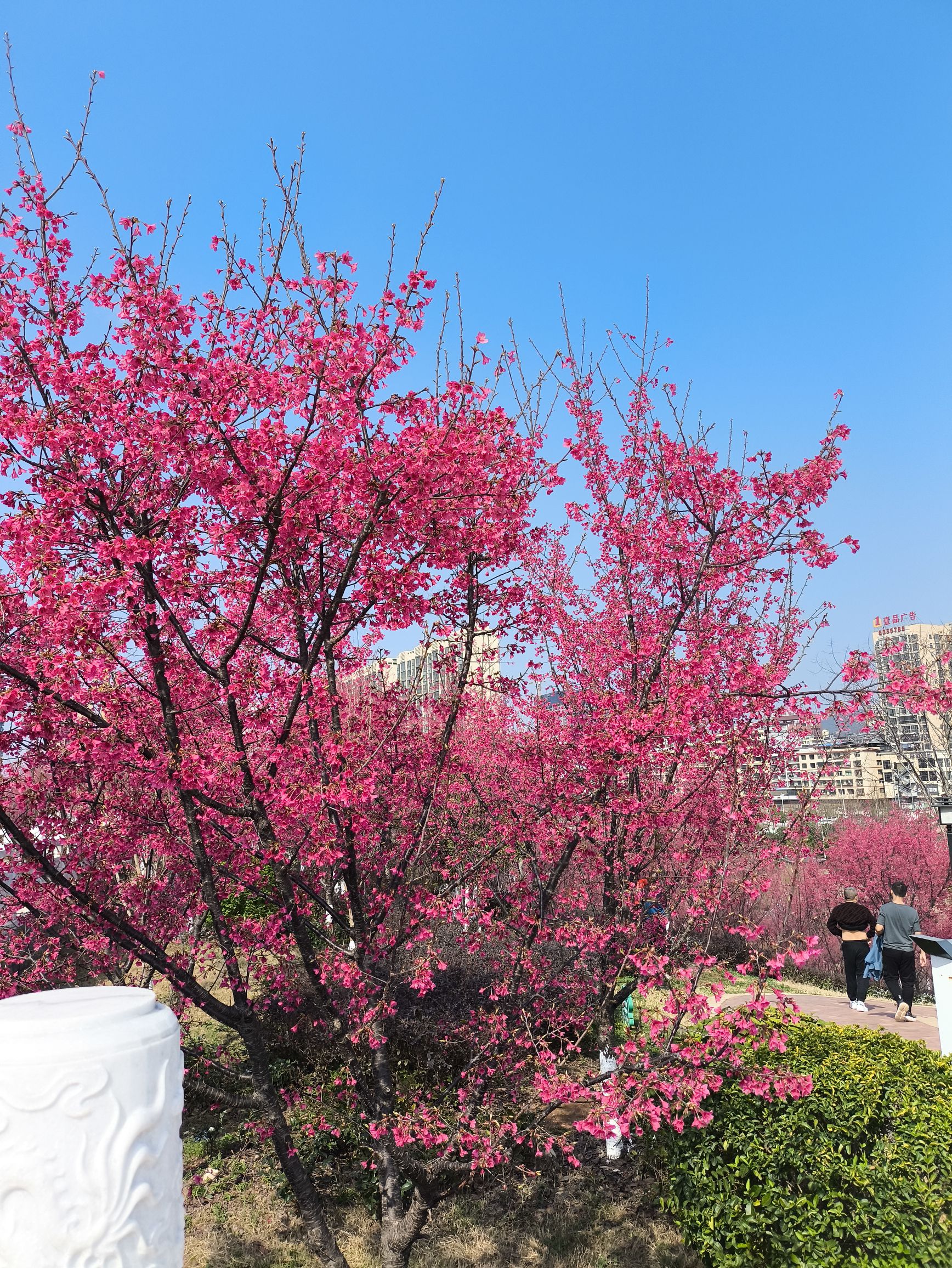 黄花公园旅行图片 2