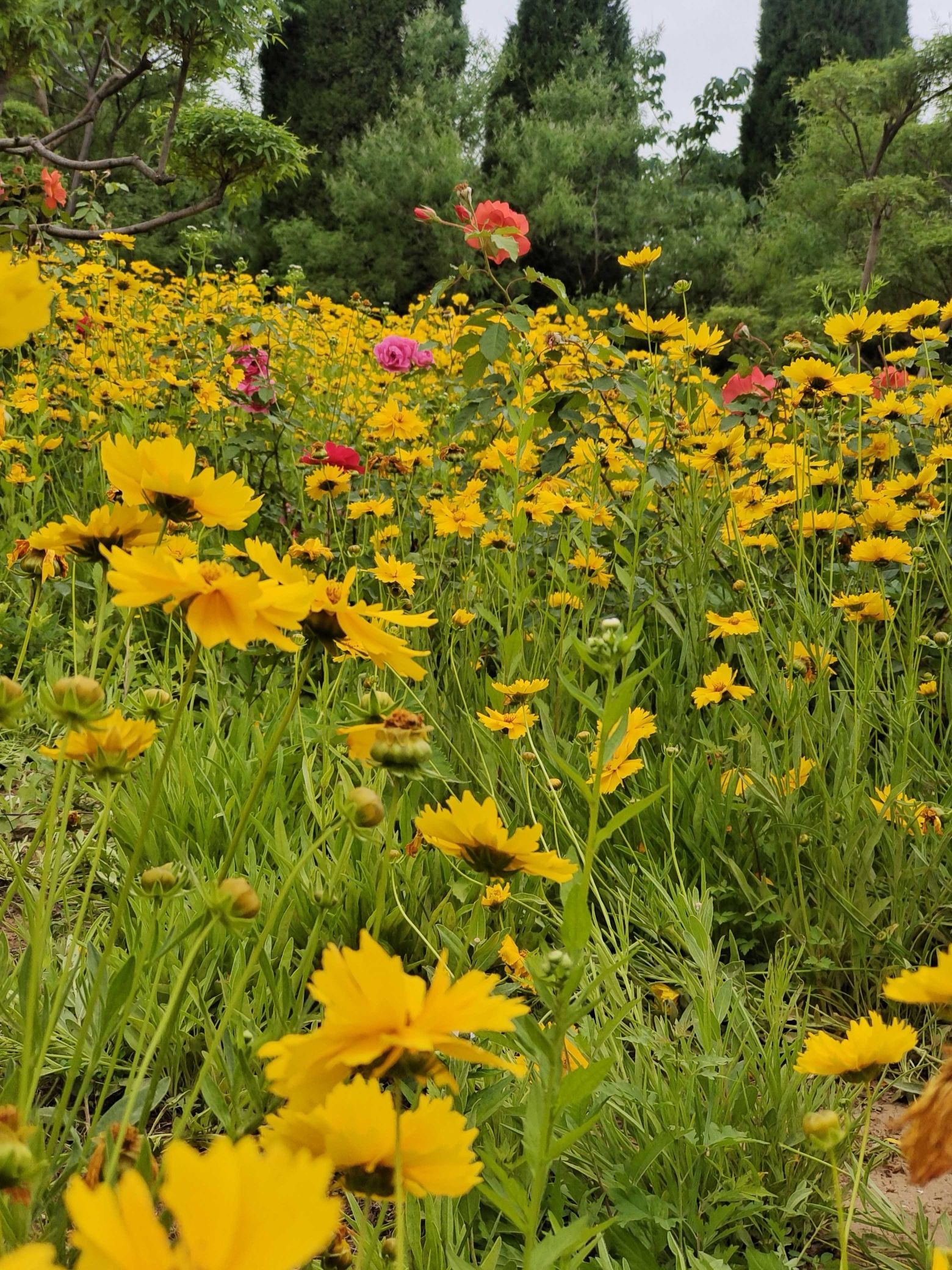唐王山公园旅行图片 1