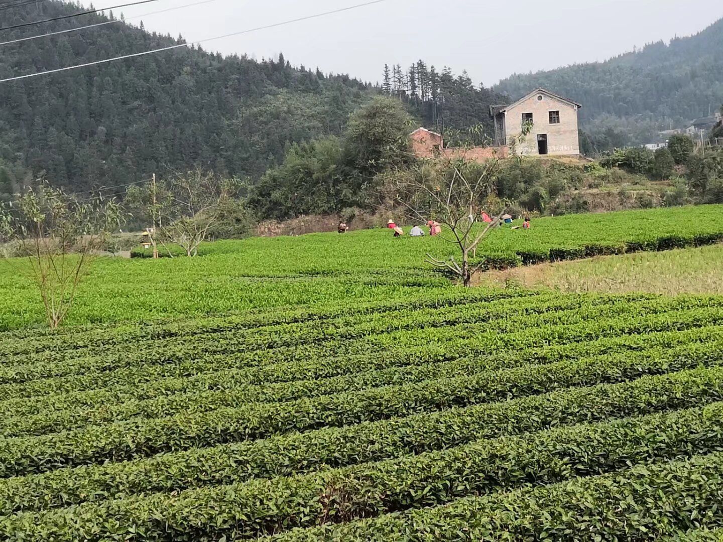 古楼驿生态文化旅游区旅行图片 1