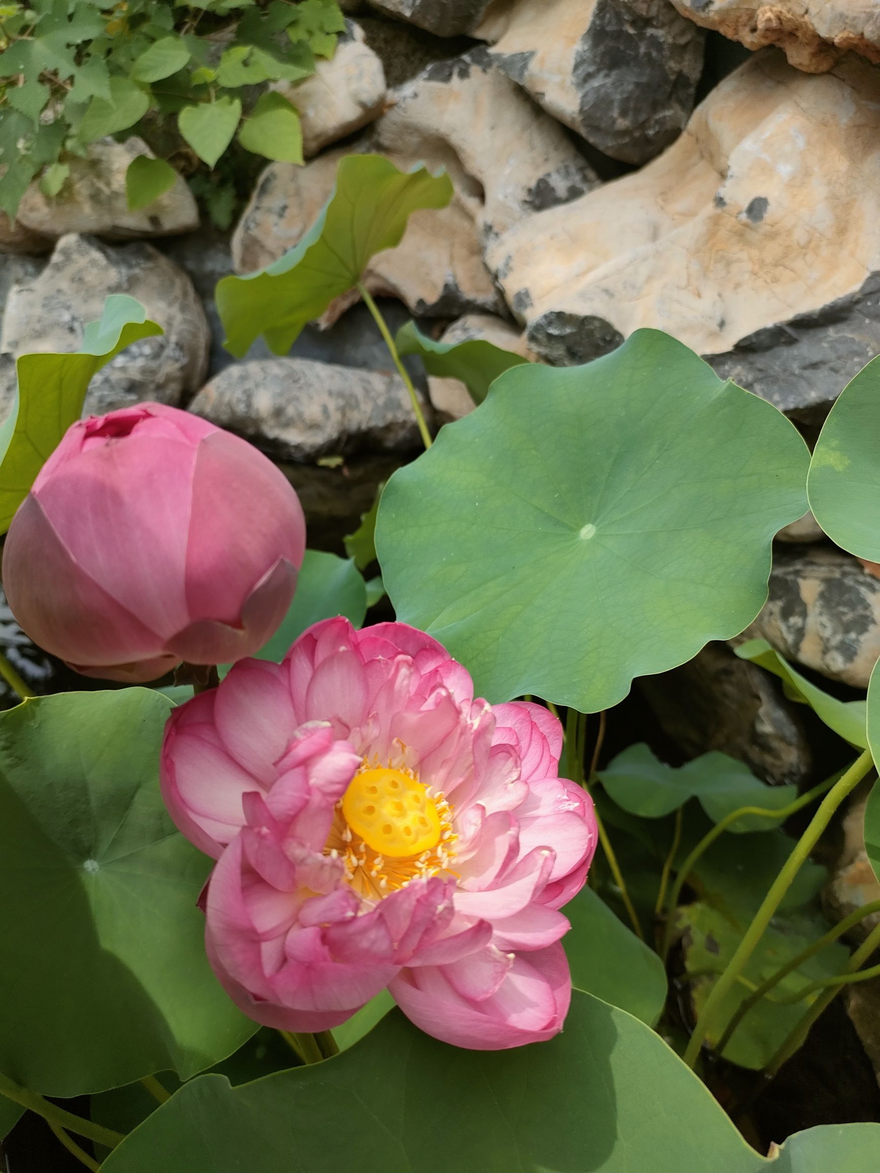 滕州市张山口全民健身公园旅行图片 2