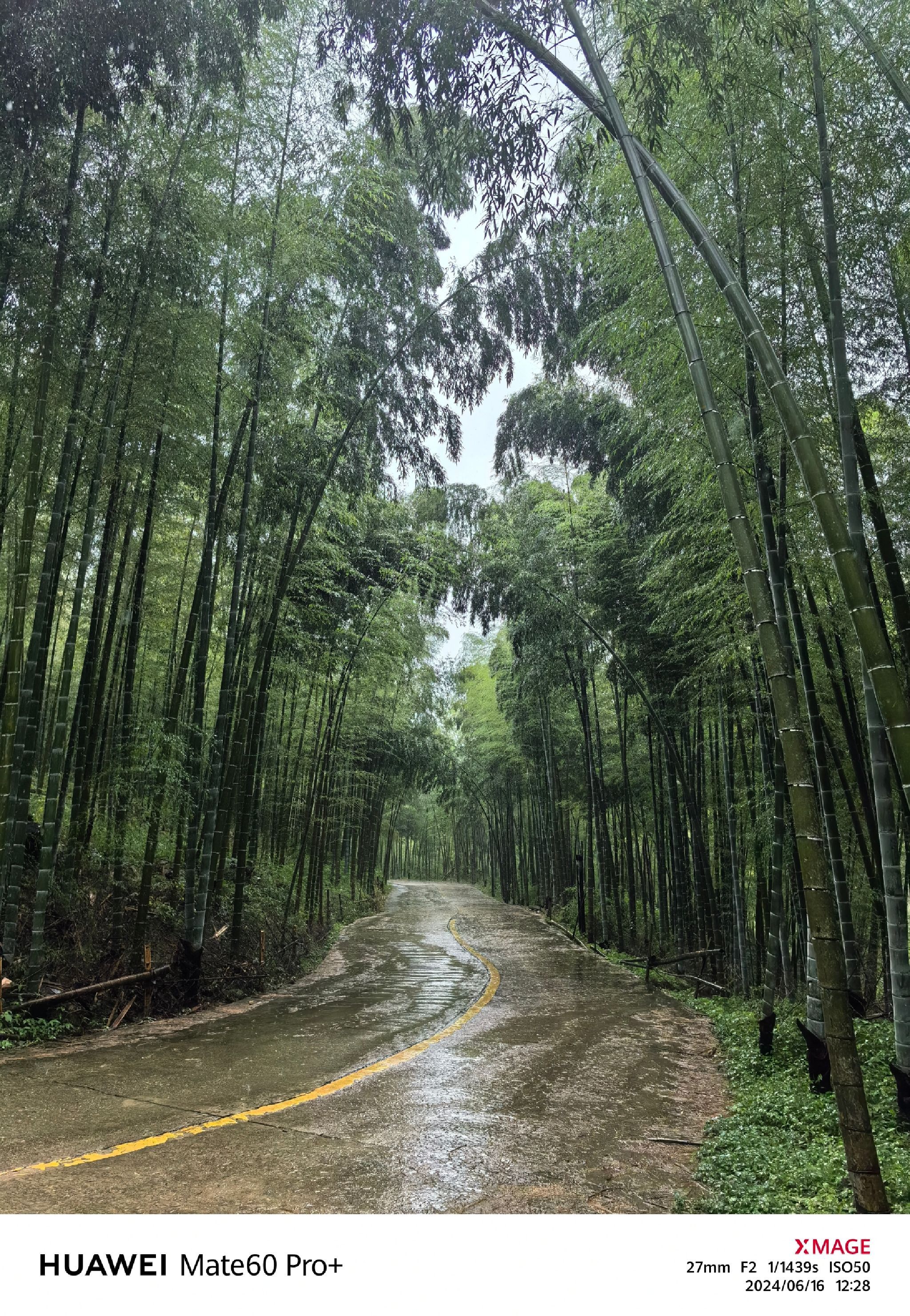 毛竹关国家森林步道旅行图片 1