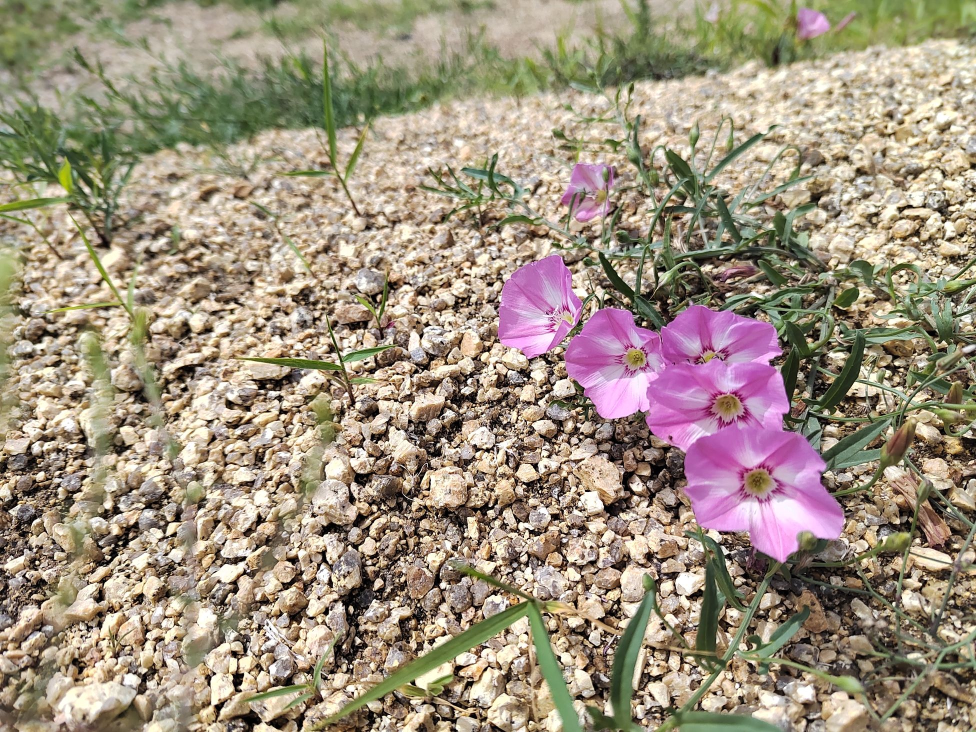 金石山冰川石林地质公园旅行图片 2