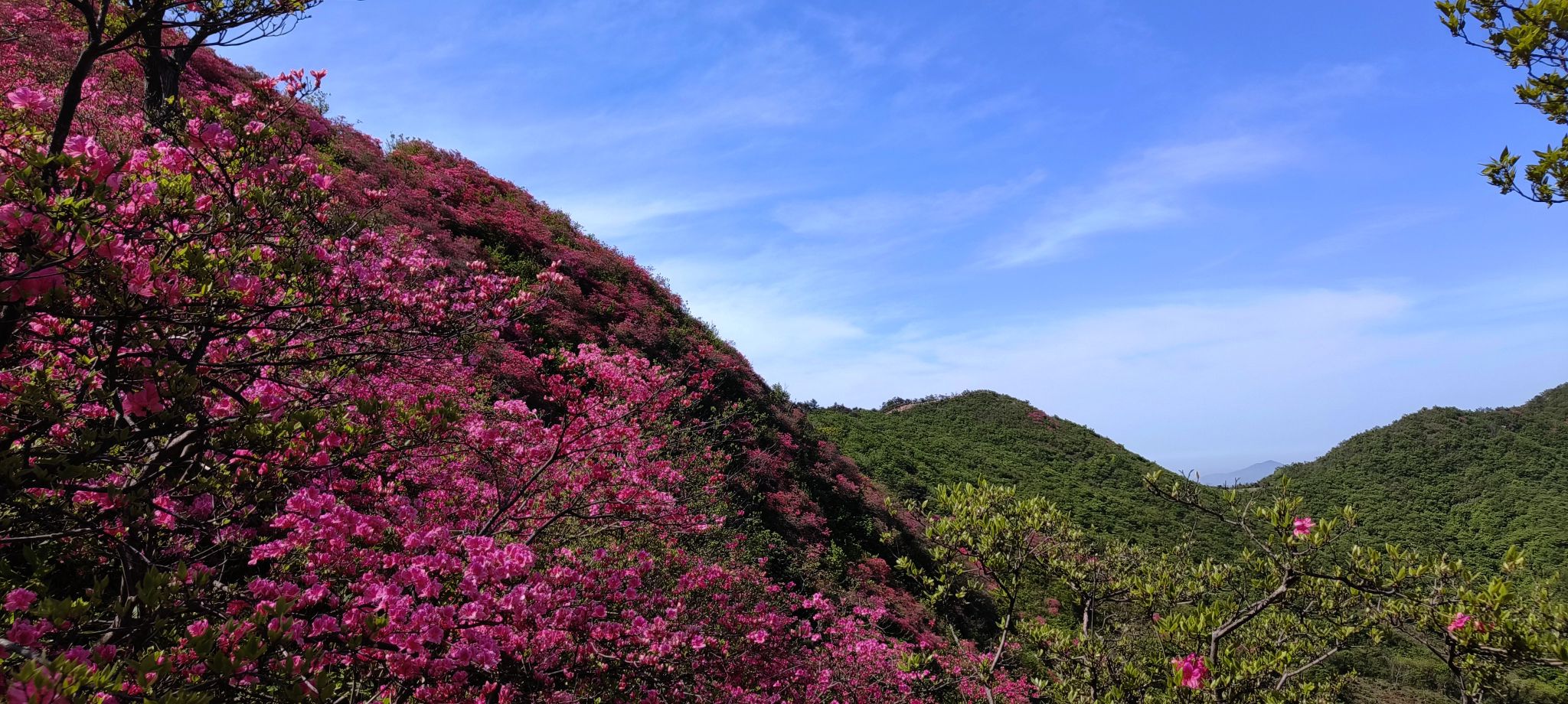 摸云尖映山红花海旅行图片 3