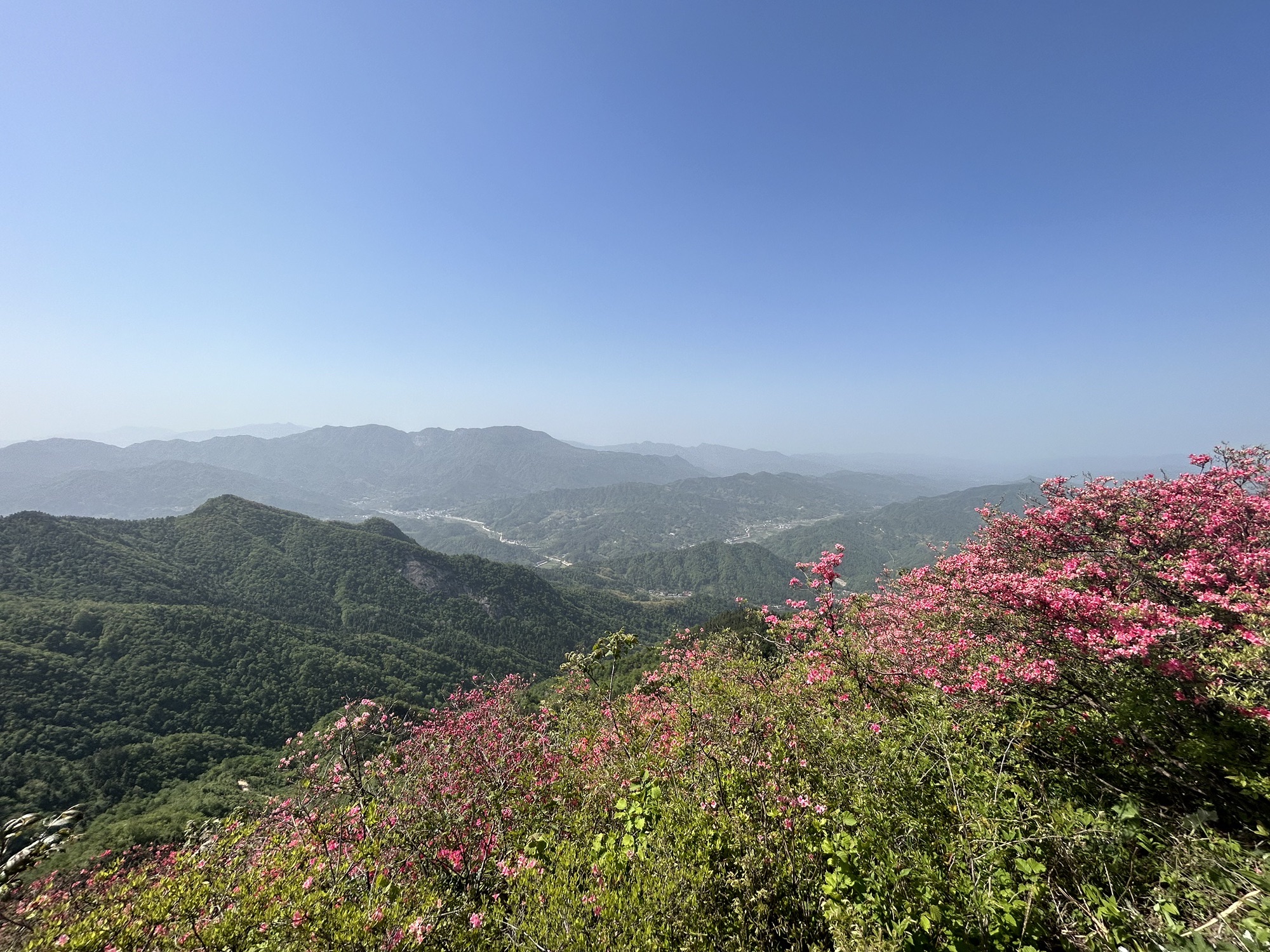 摸云尖映山红花海旅行图片 3