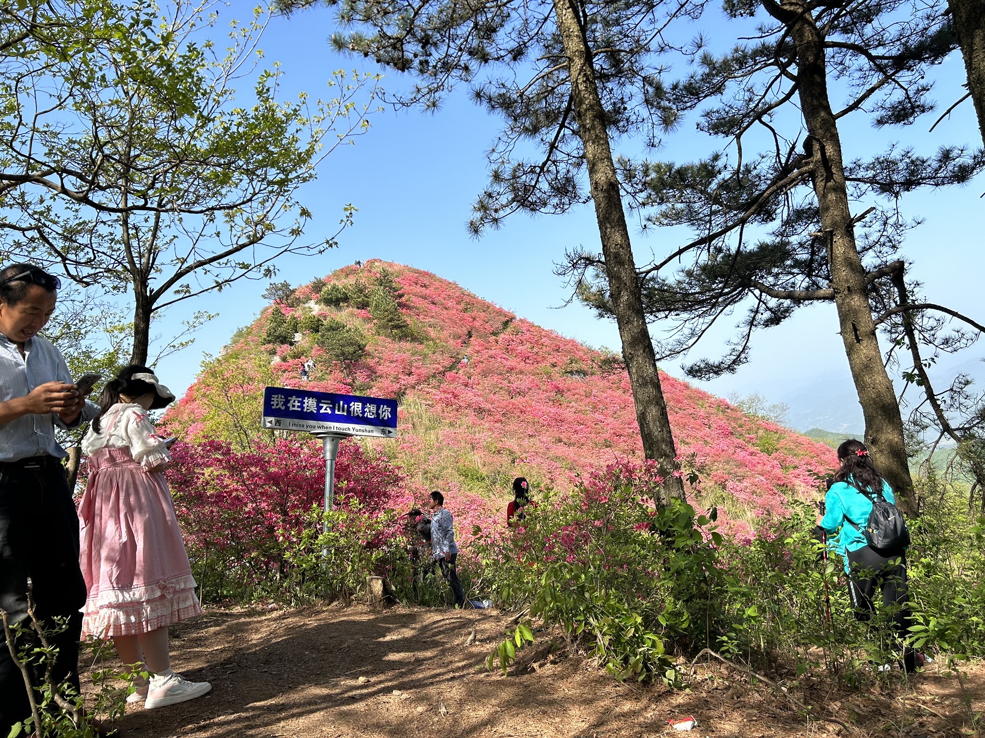 摸云尖映山红花海旅行图片 2