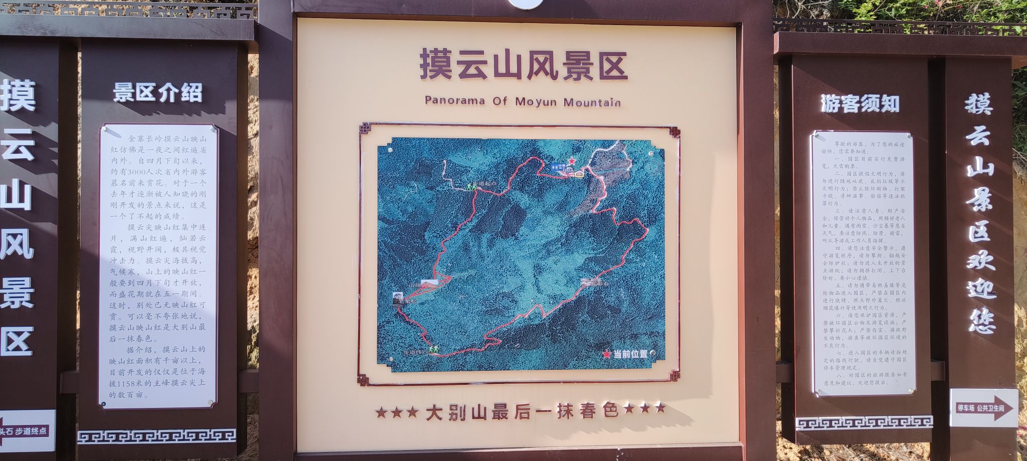 摸云尖映山红花海旅行图片 1
