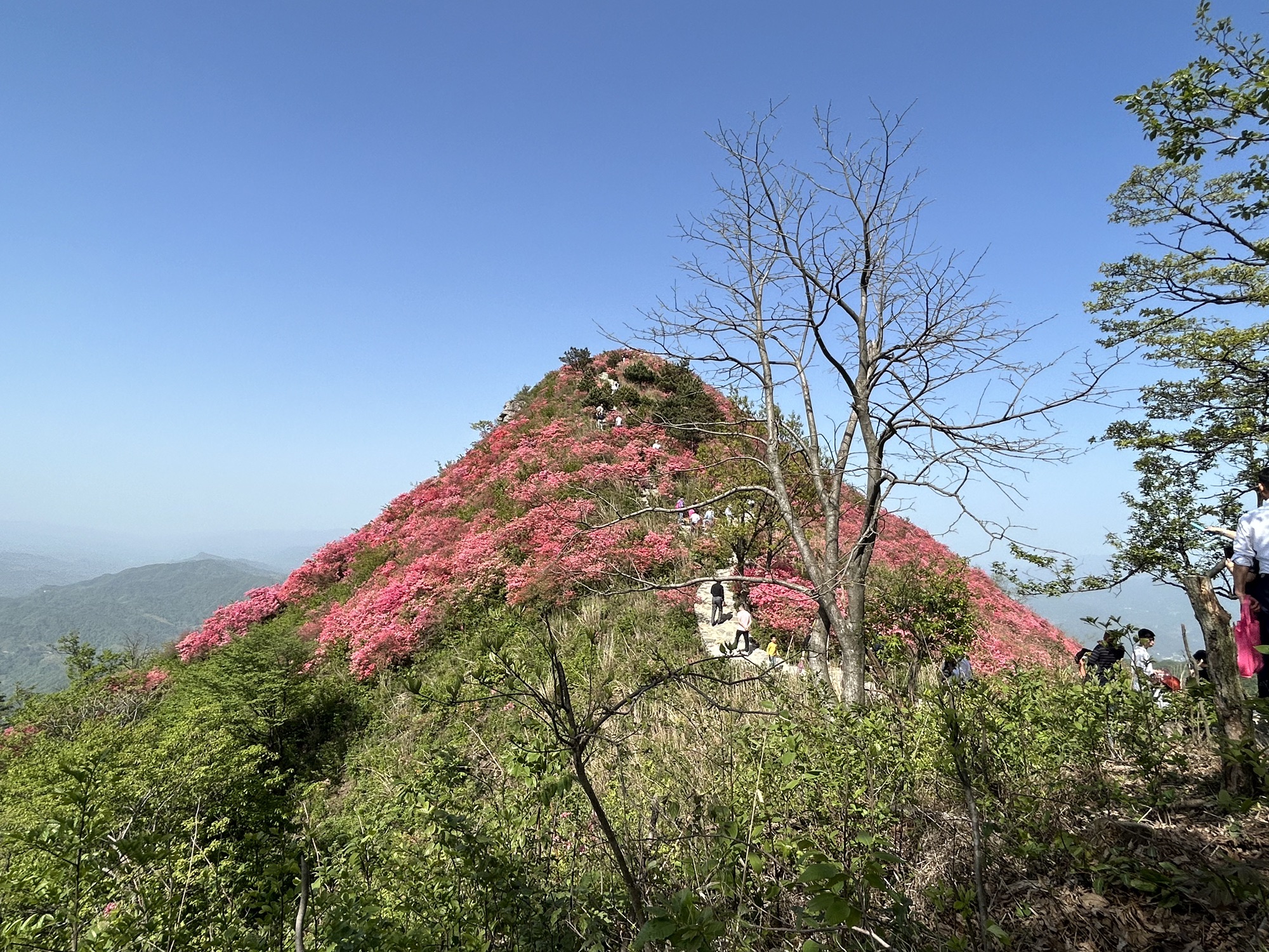 摸云尖映山红花海旅行图片 1
