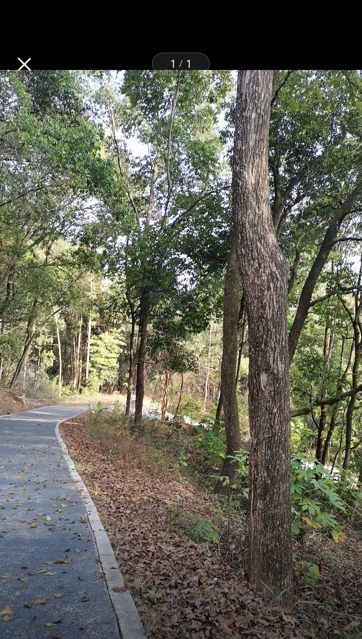 百花山公园旅行图片 1