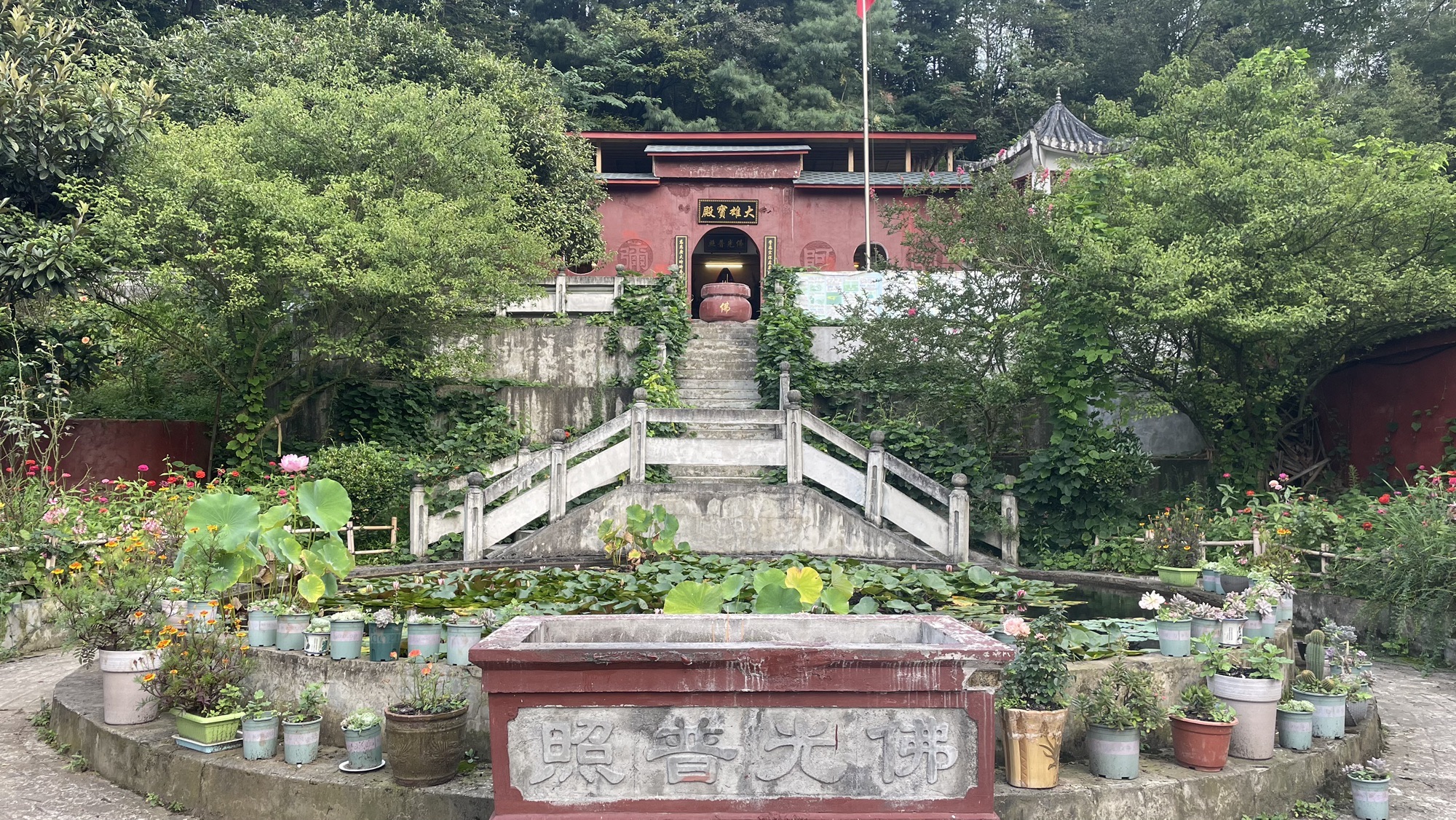 百里杜鹃-普度寺实景照片