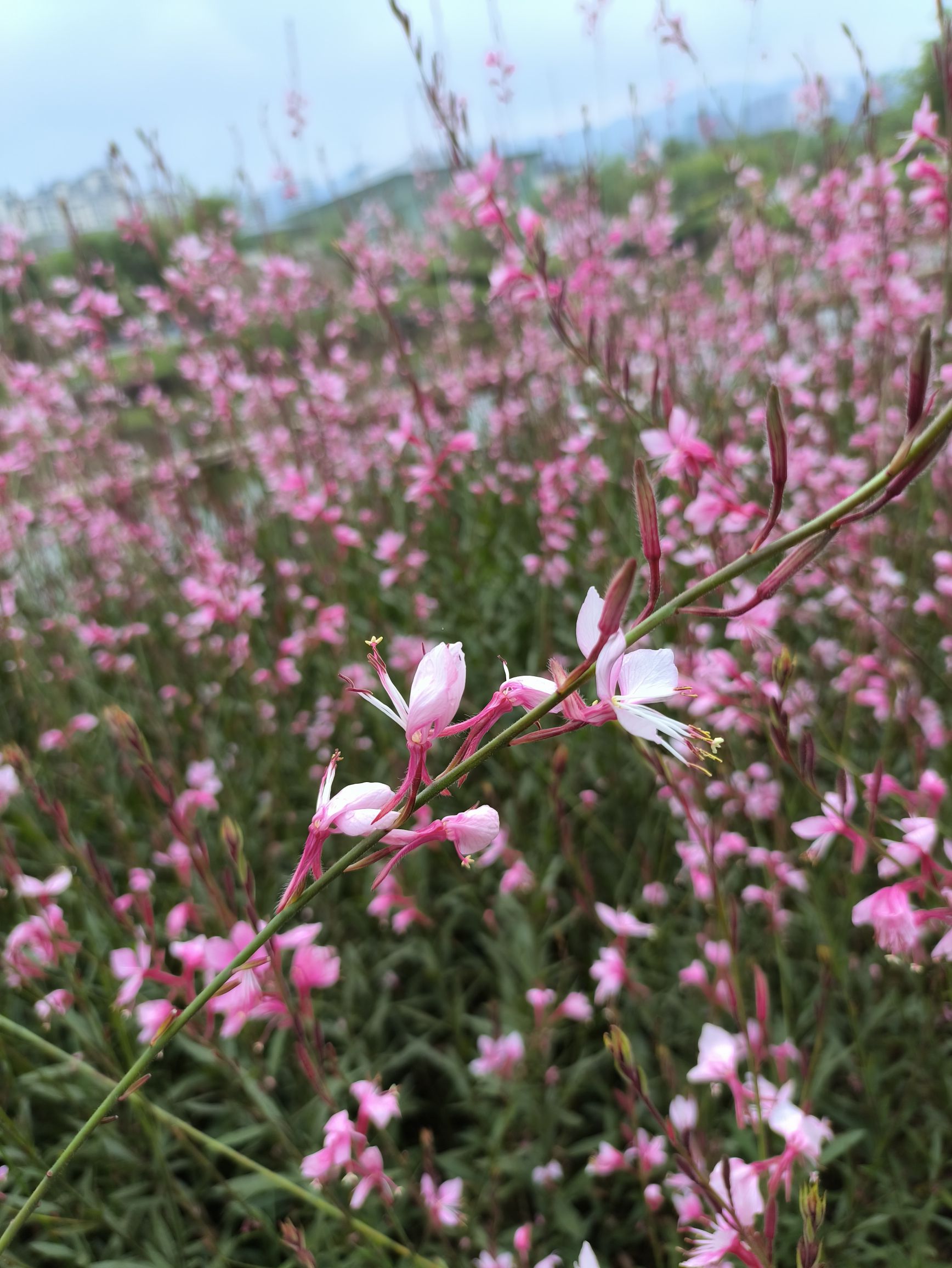 竹文化生态公园旅行图片 1