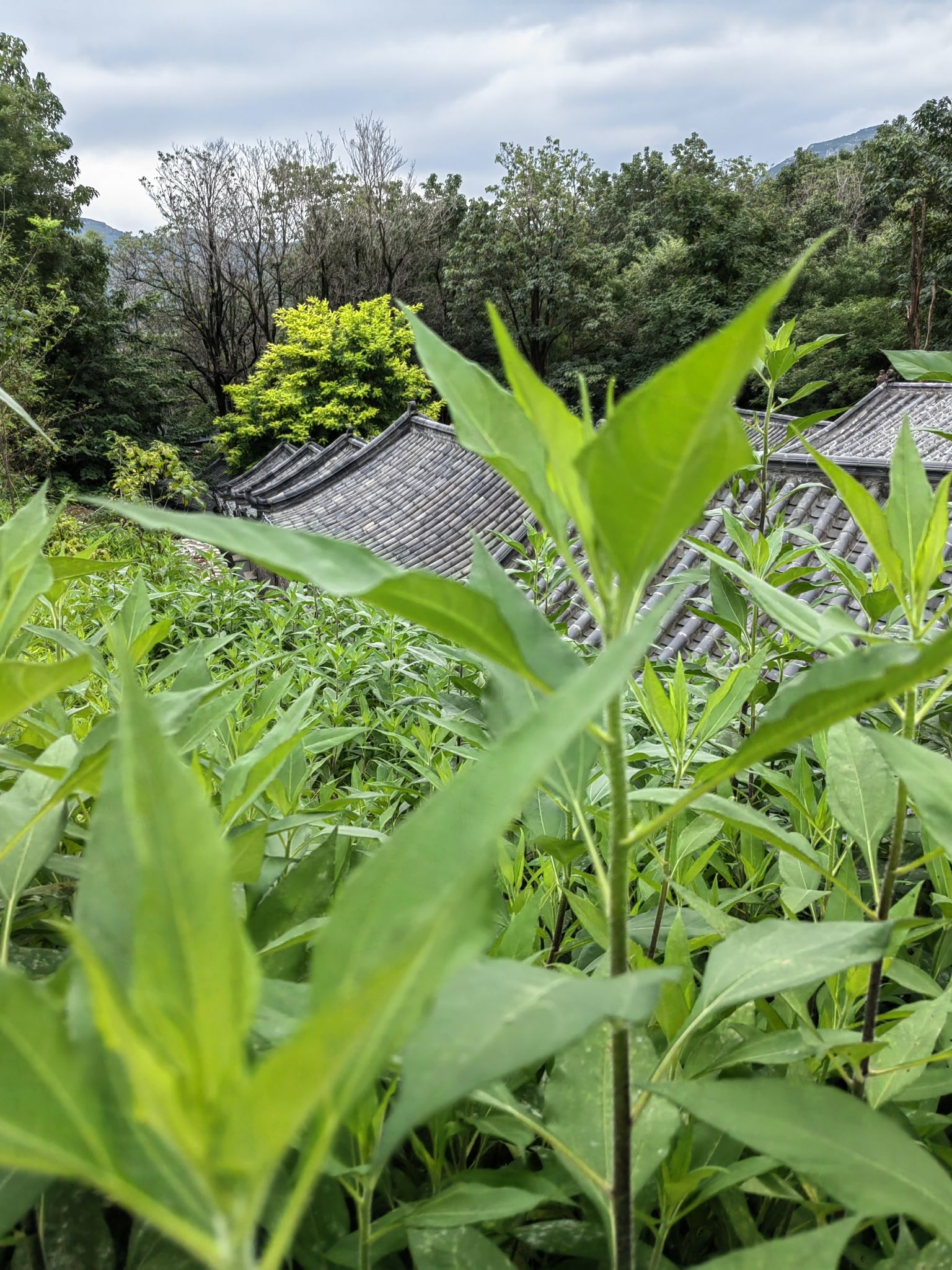 青州市凤凰台景区旅行图片 2