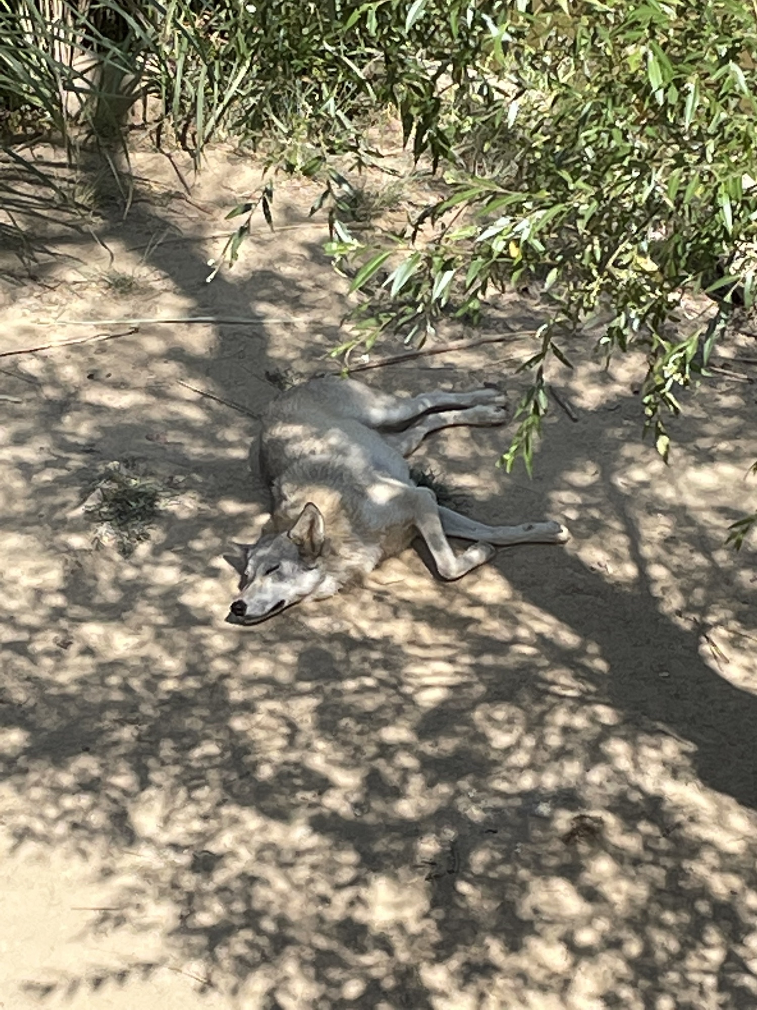 江西野狼谷景区旅行图片 1