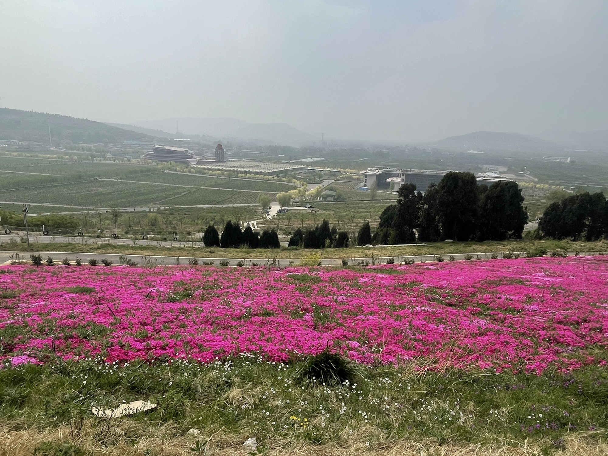 芳蕾玫瑰花乡旅行图片 2