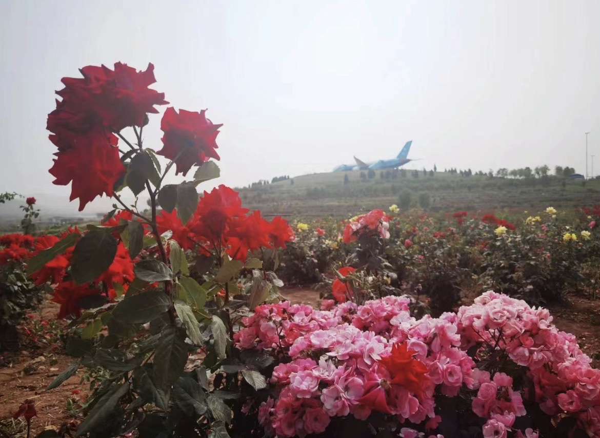 芳蕾玫瑰花乡旅行图片 3