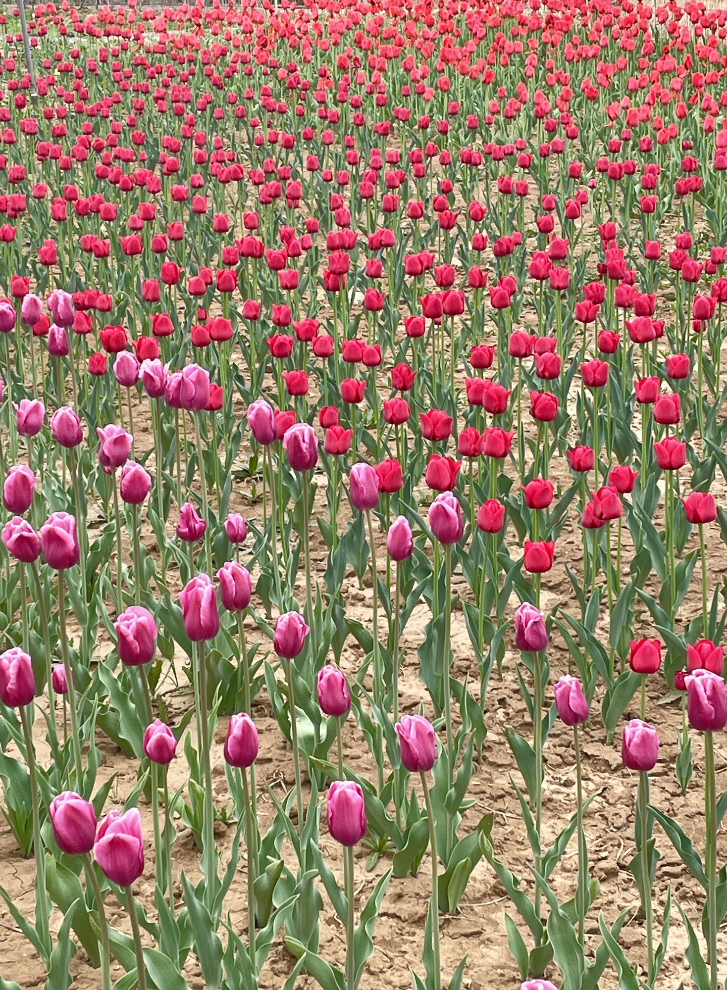 芳蕾玫瑰花乡旅行图片 1