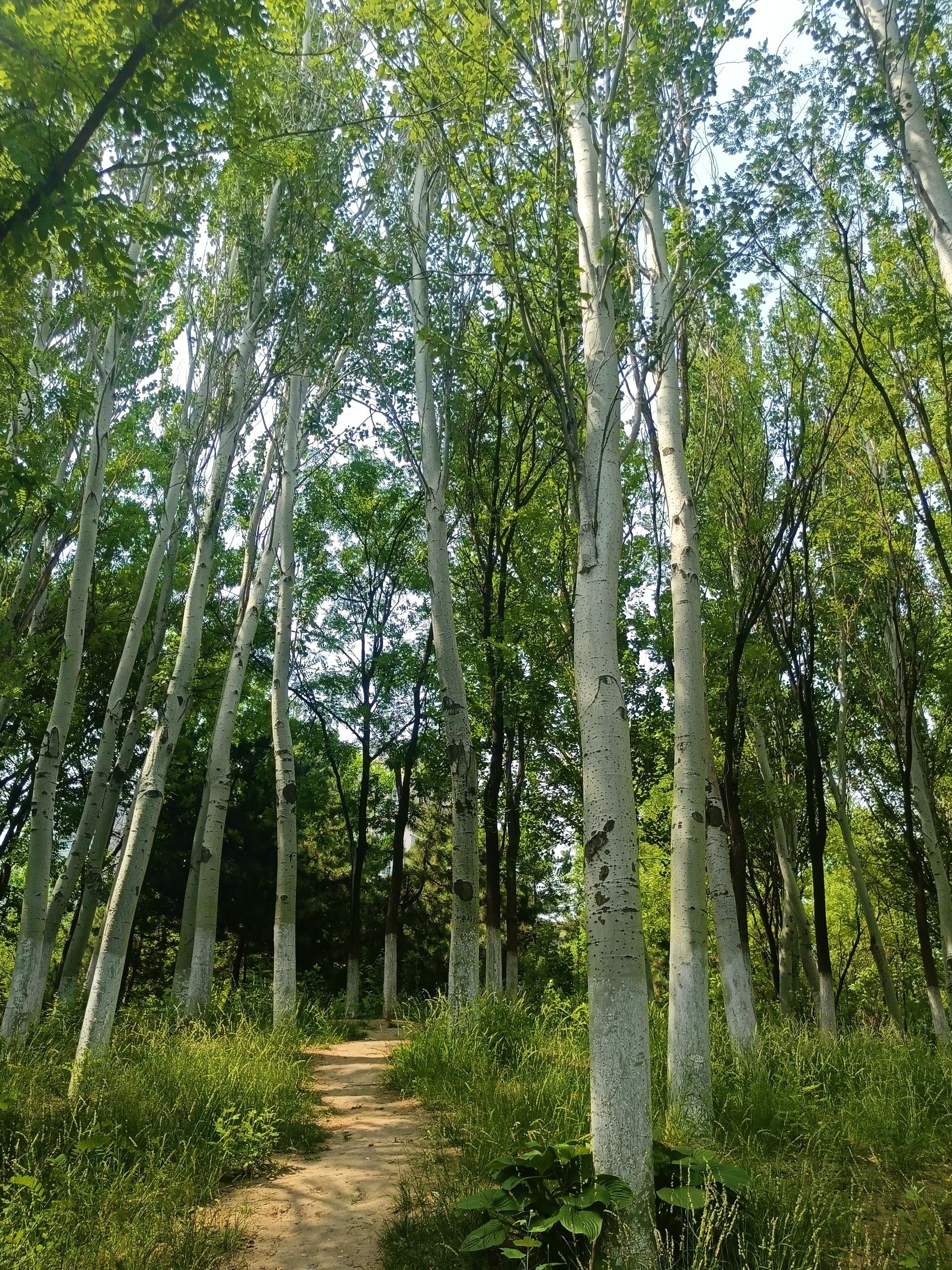 望京伯爵城中央公园旅行图片 3